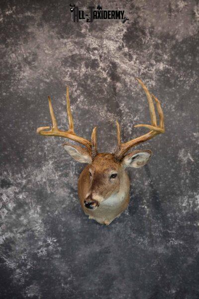 Whitetail Deer Taxidermy Mount for Sale SKU 1290