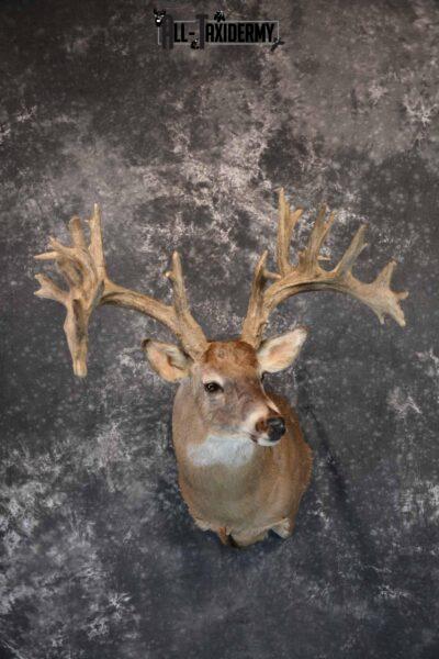 Monster Whitetail Deer Should Mount for Sale SKU 1291