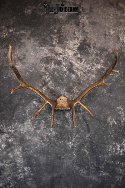 Elk Antler Skull Cap for Sale SKU 1159