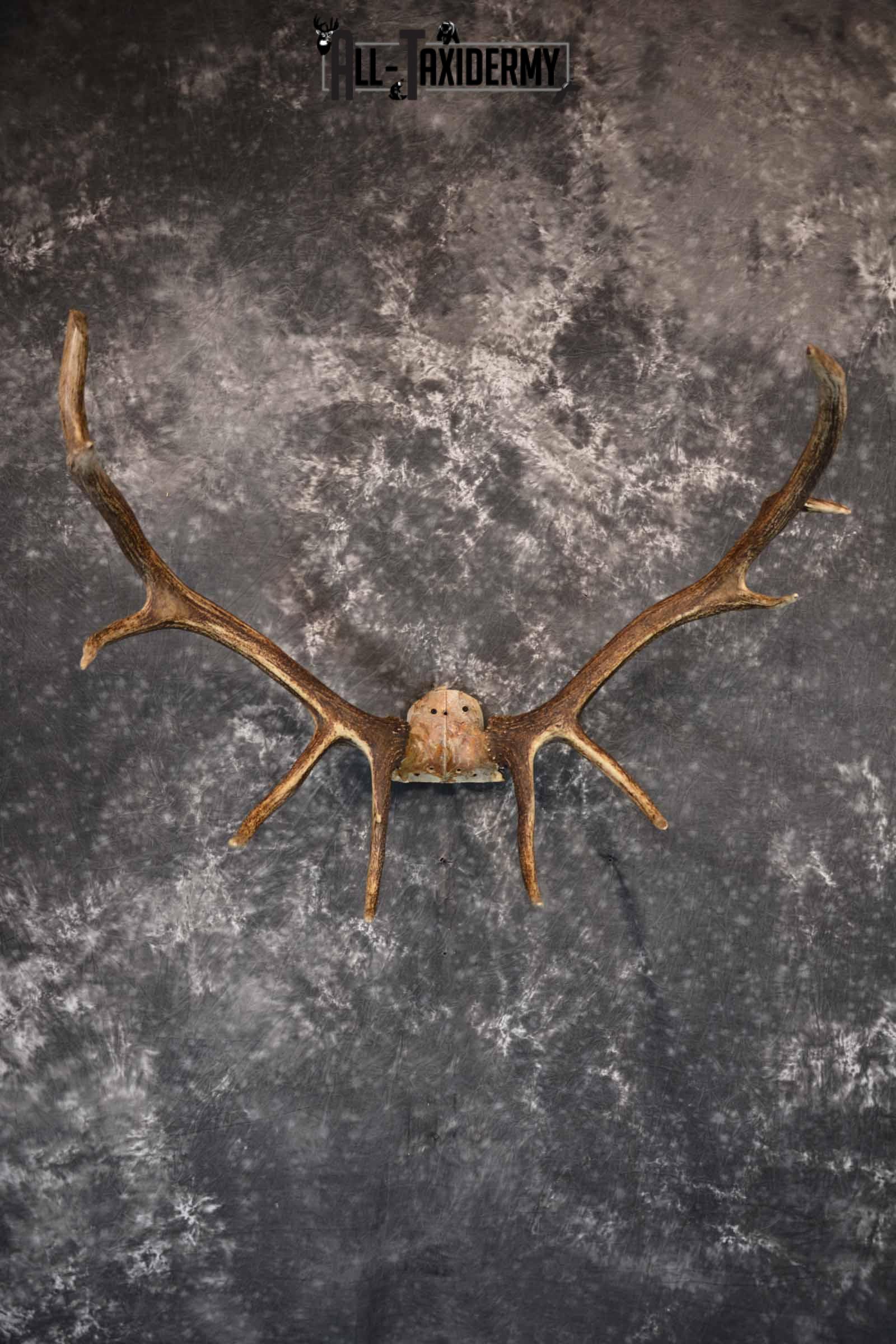 Elk Antler Skull Cap for Sale SKU 1159