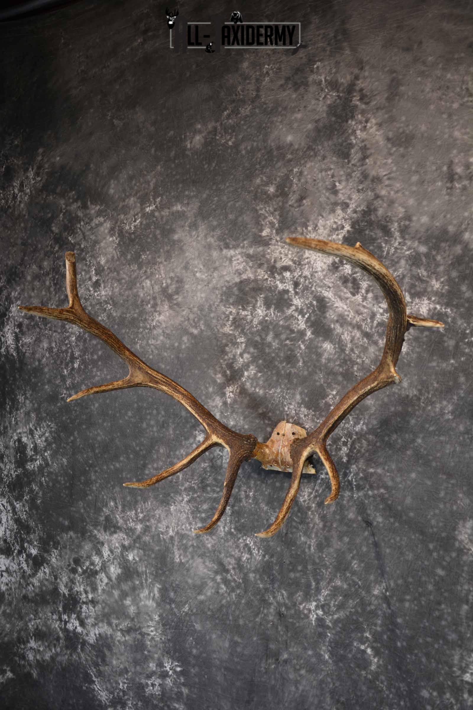 Elk Antler Skull Cap for Sale SKU 1159 - Image 2