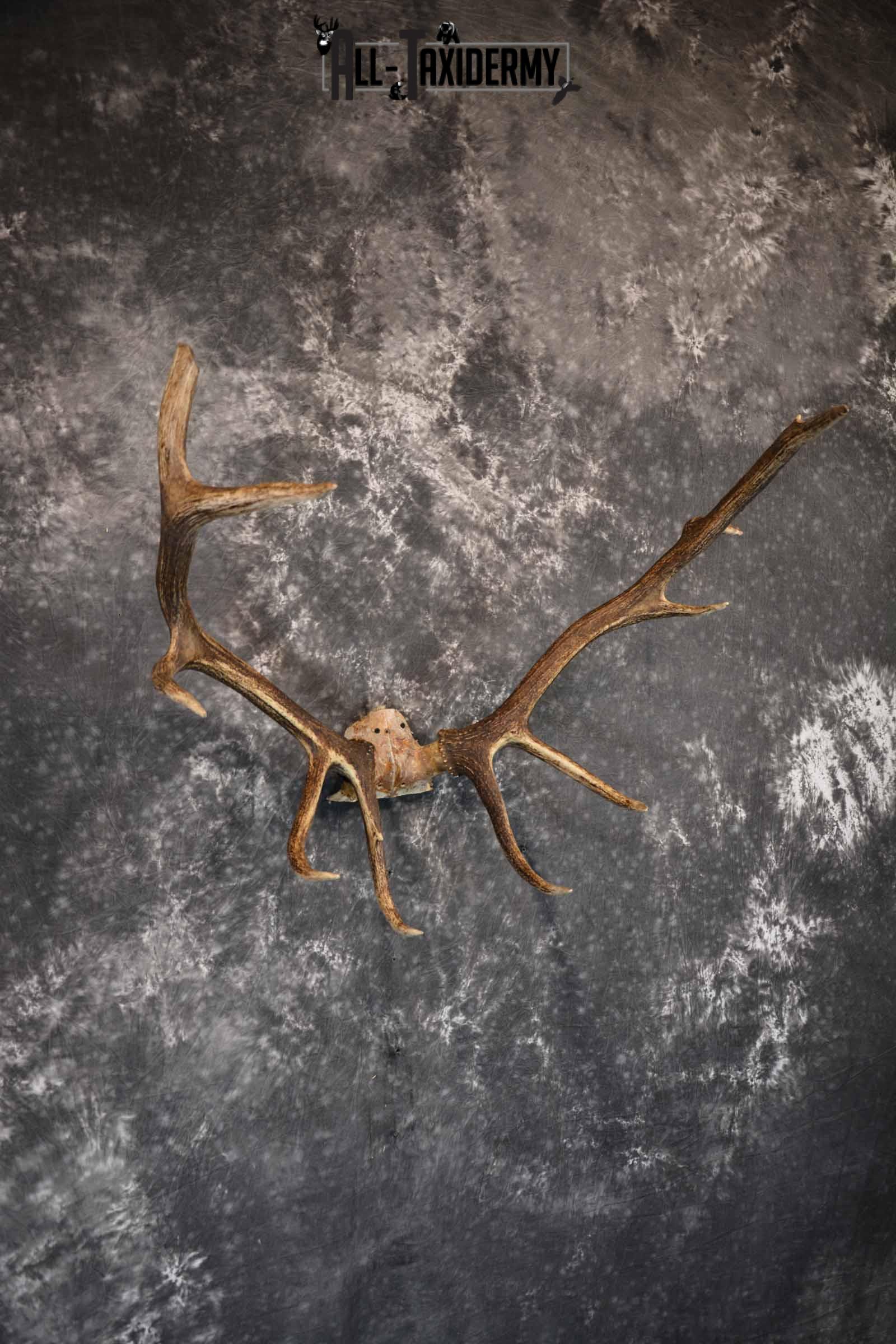 Elk Antler Skull Cap for Sale SKU 1159 - Image 3