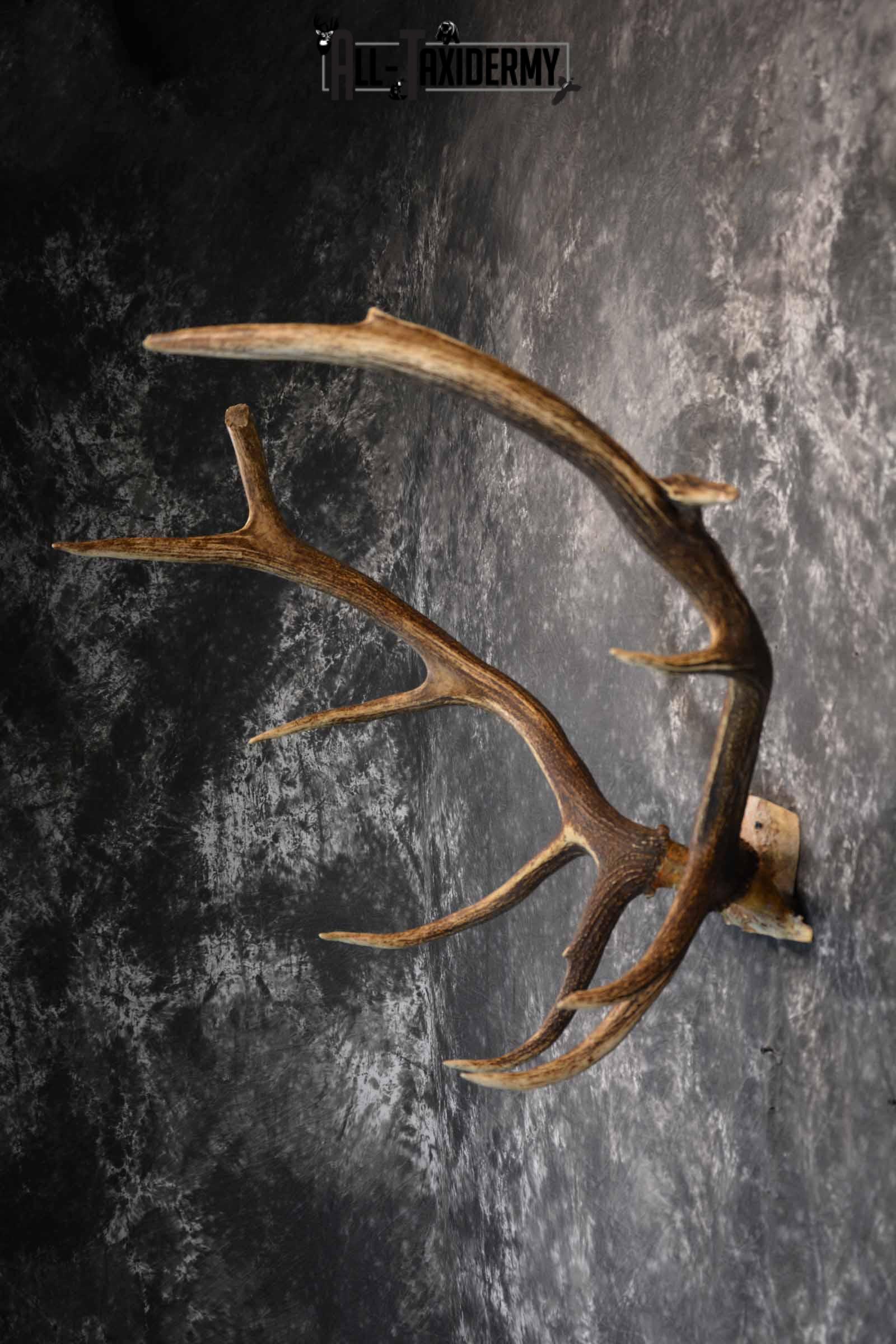 Elk Antler Skull Cap for Sale SKU 1159 - Image 4