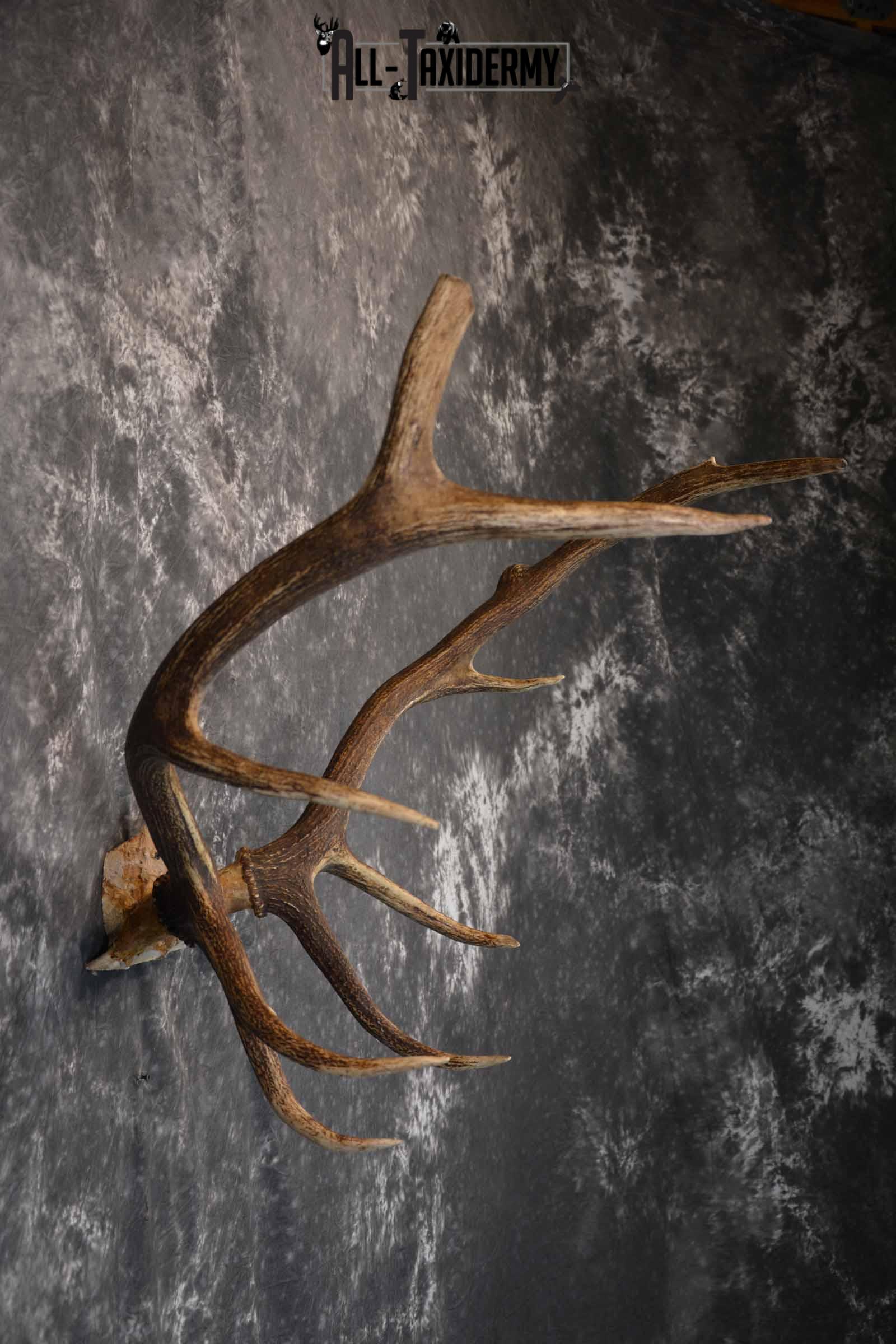 Elk Antler Skull Cap for Sale SKU 1159 - Image 5