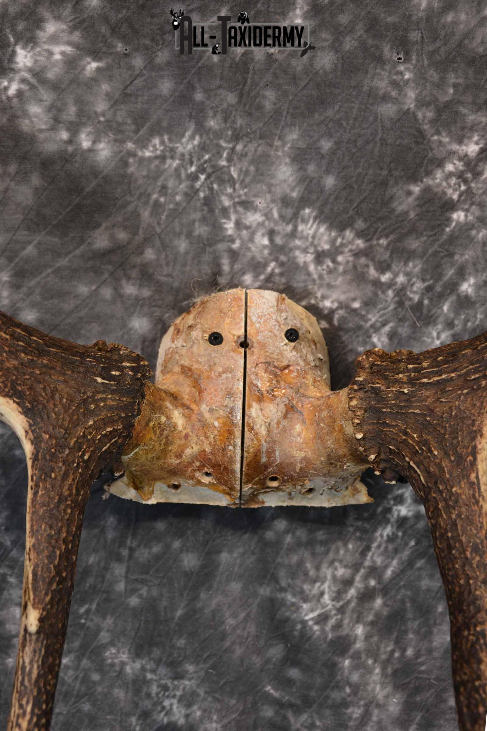 Elk Antler Skull Cap for Sale SKU 1159 - Image 6