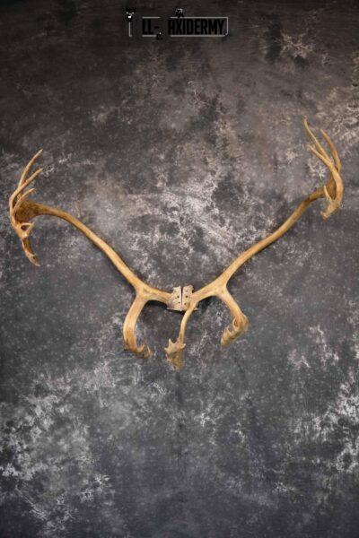 Caribou Antler Skull for Sale SKU 1160