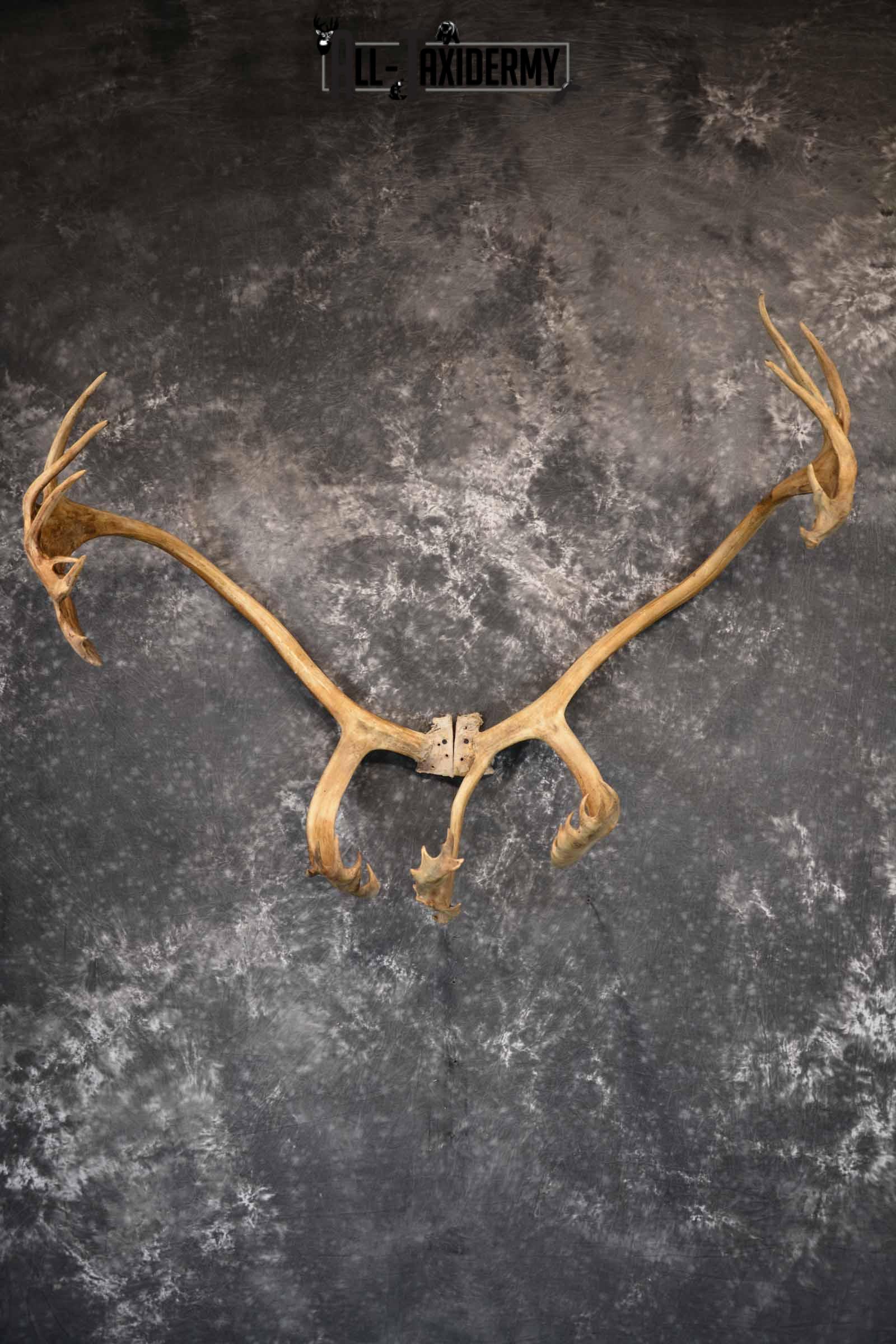 Caribou Antler Skull for Sale SKU 1160