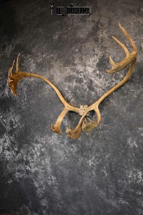 Caribou Antler Skull for Sale SKU 1160 All Taxidermy