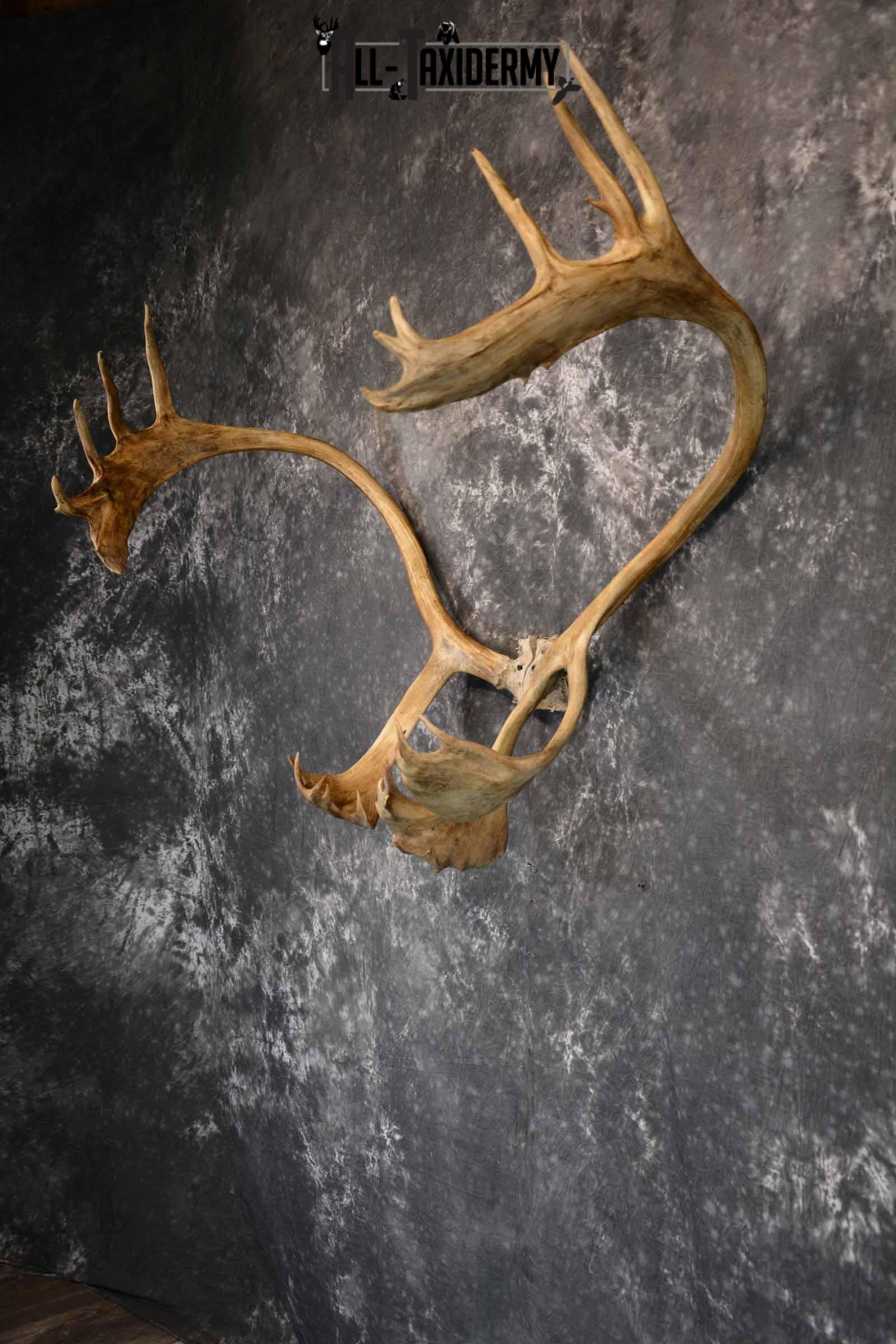 Caribou Antler Skull for Sale SKU 1160 - Image 3