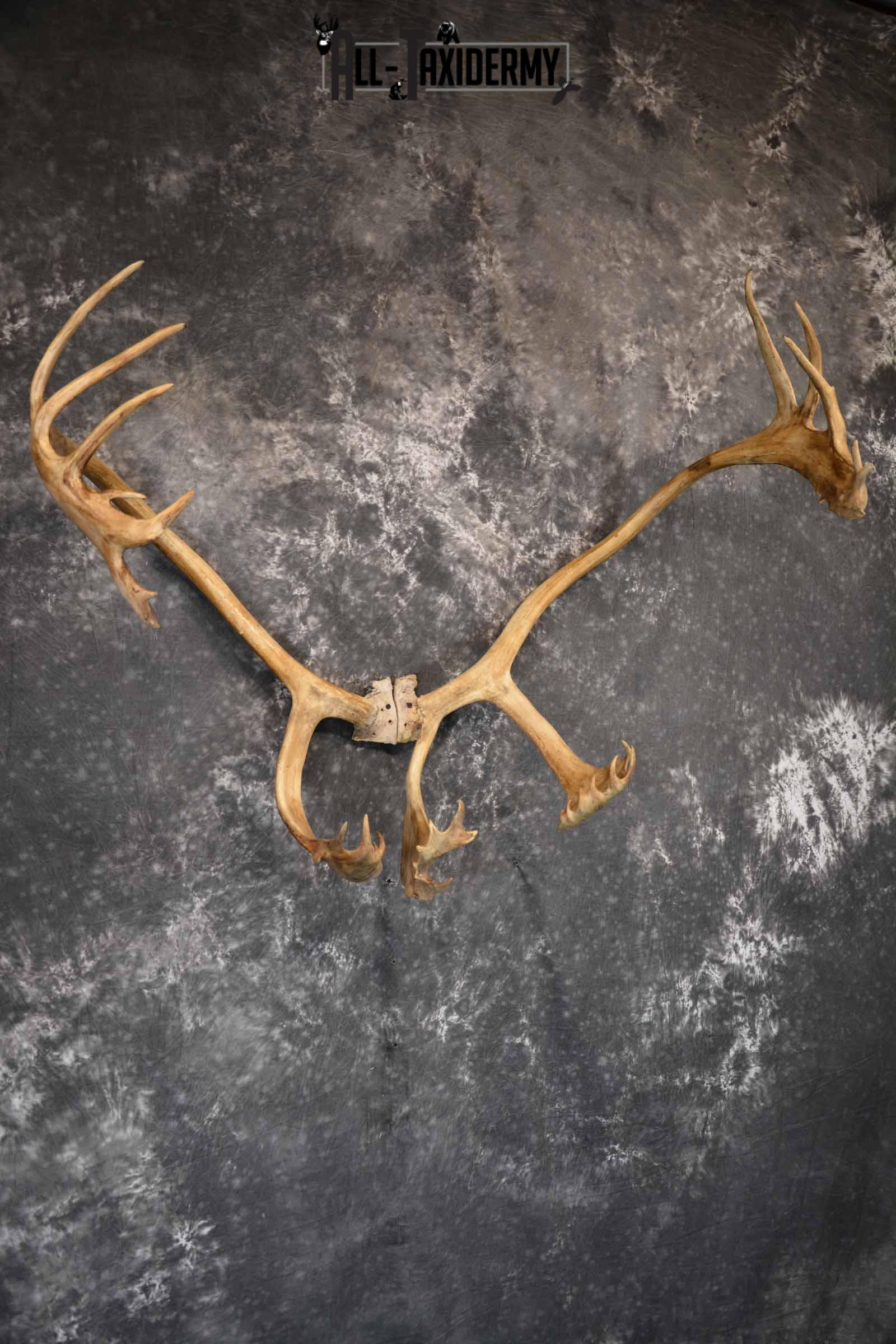 Caribou Antler Skull for Sale SKU 1160 - Image 4