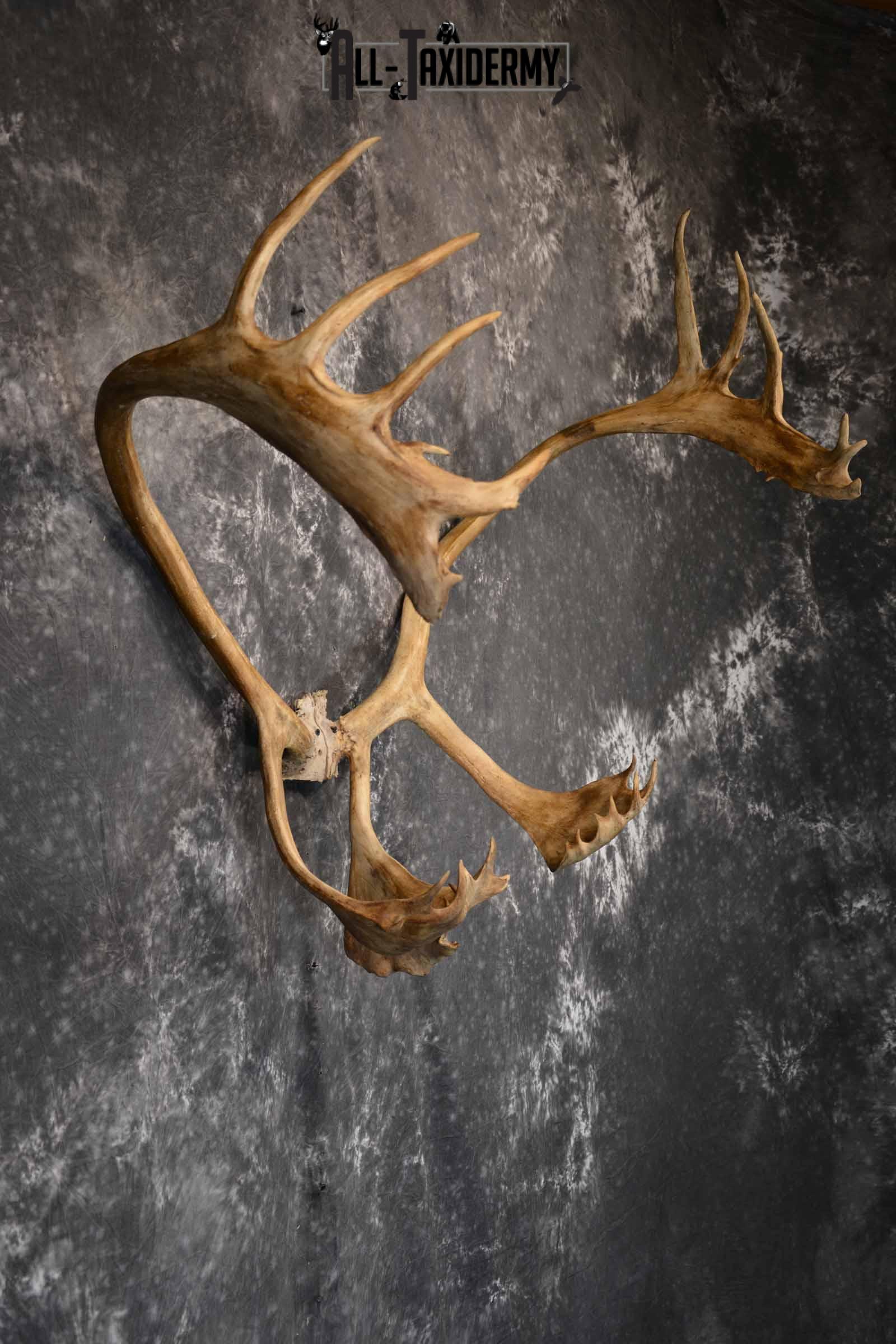 Caribou Antler Skull for Sale SKU 1160 - Image 5