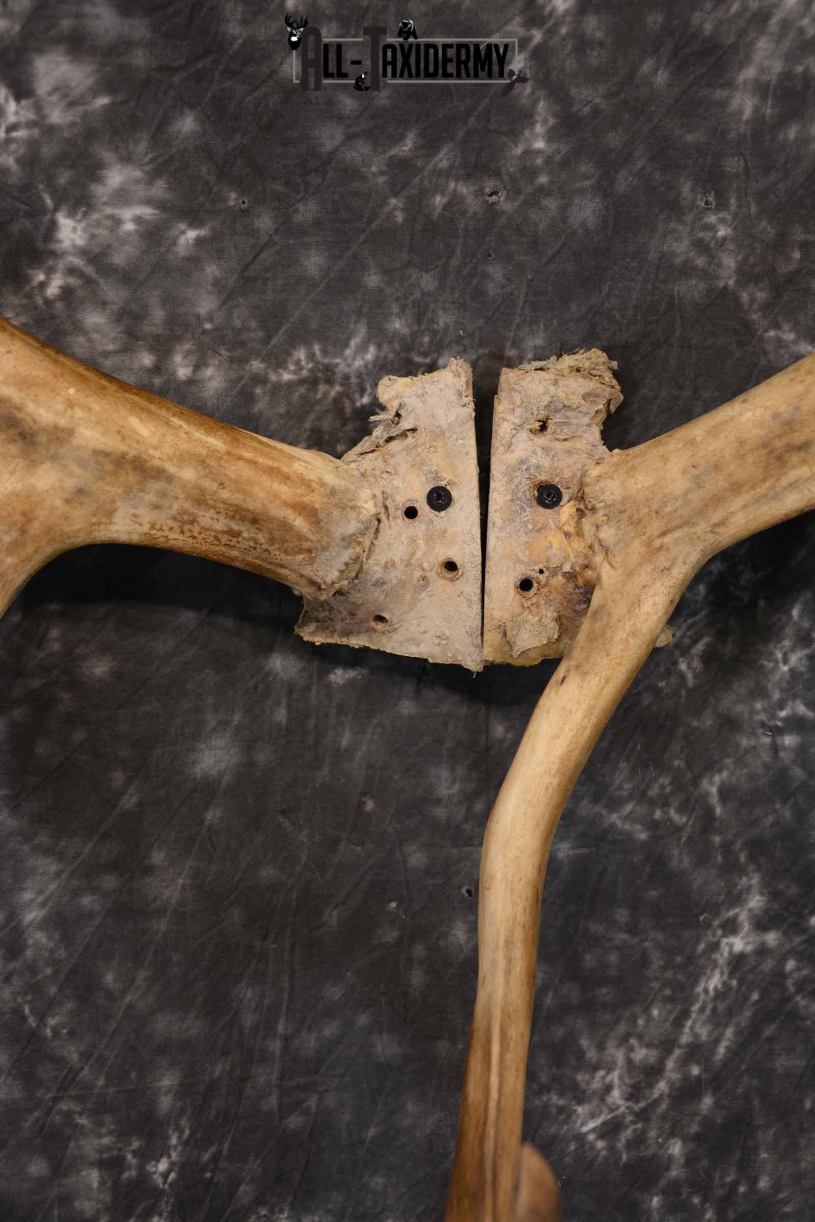Caribou Antler Skull for Sale SKU 1160 - Image 6