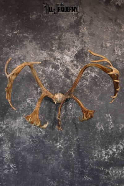 Caribou Antler Skull cap for Sale SKU 1161