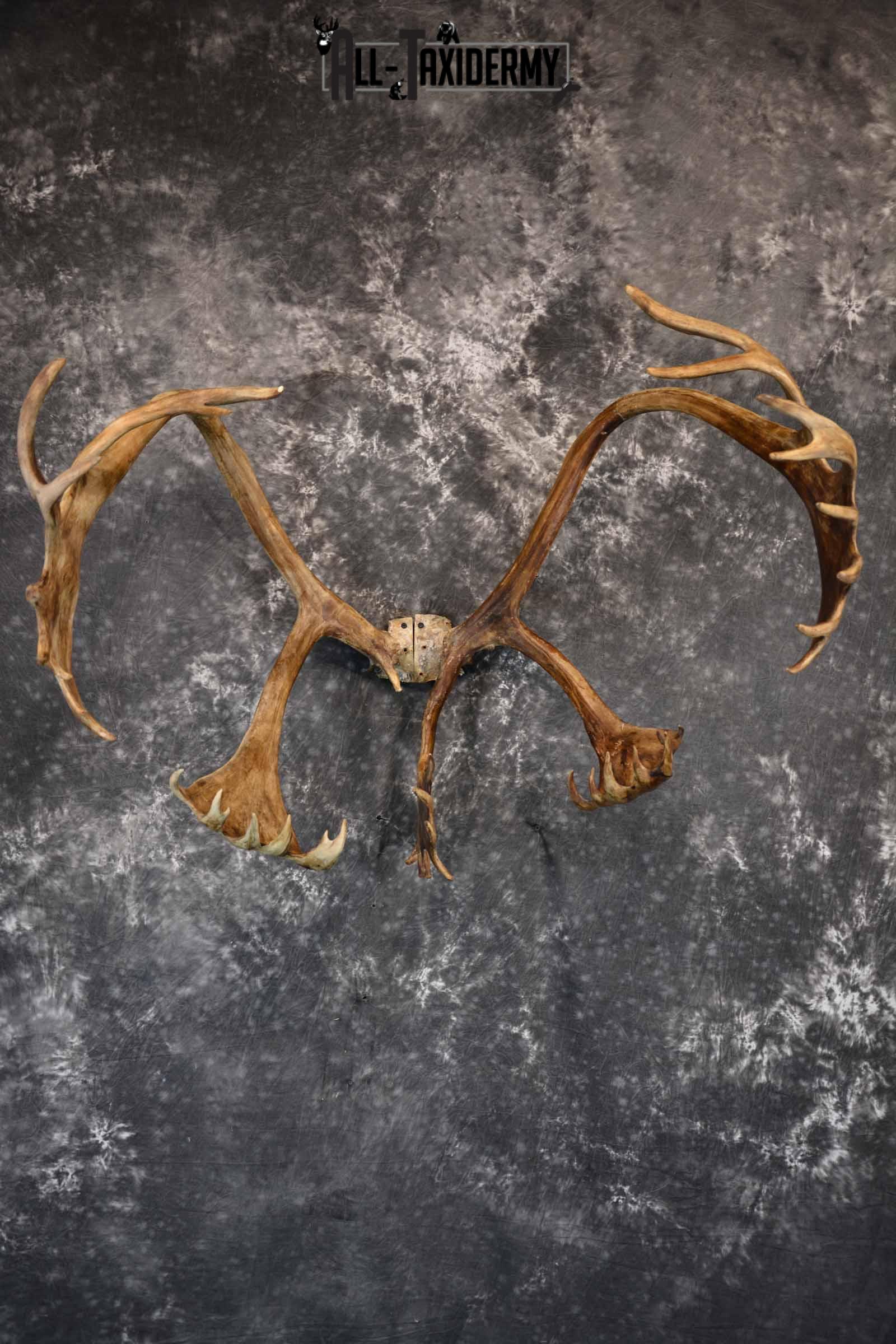 Caribou Antler Skull cap for Sale SKU 1161 - Image 2