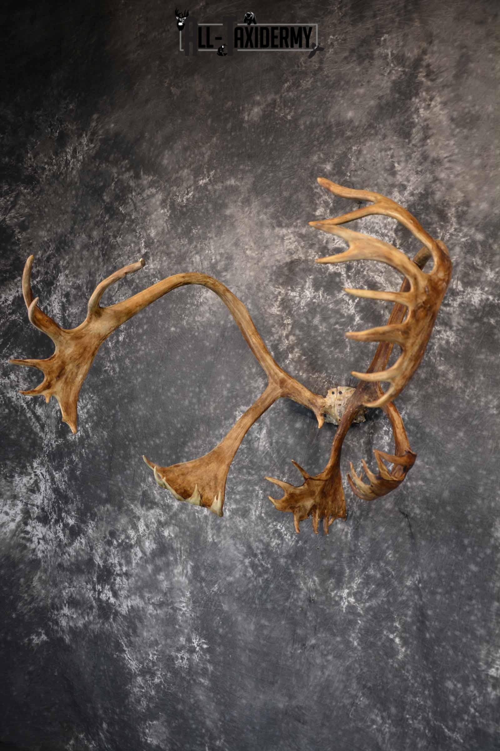 Caribou Antler Skull cap for Sale SKU 1161 - Image 3