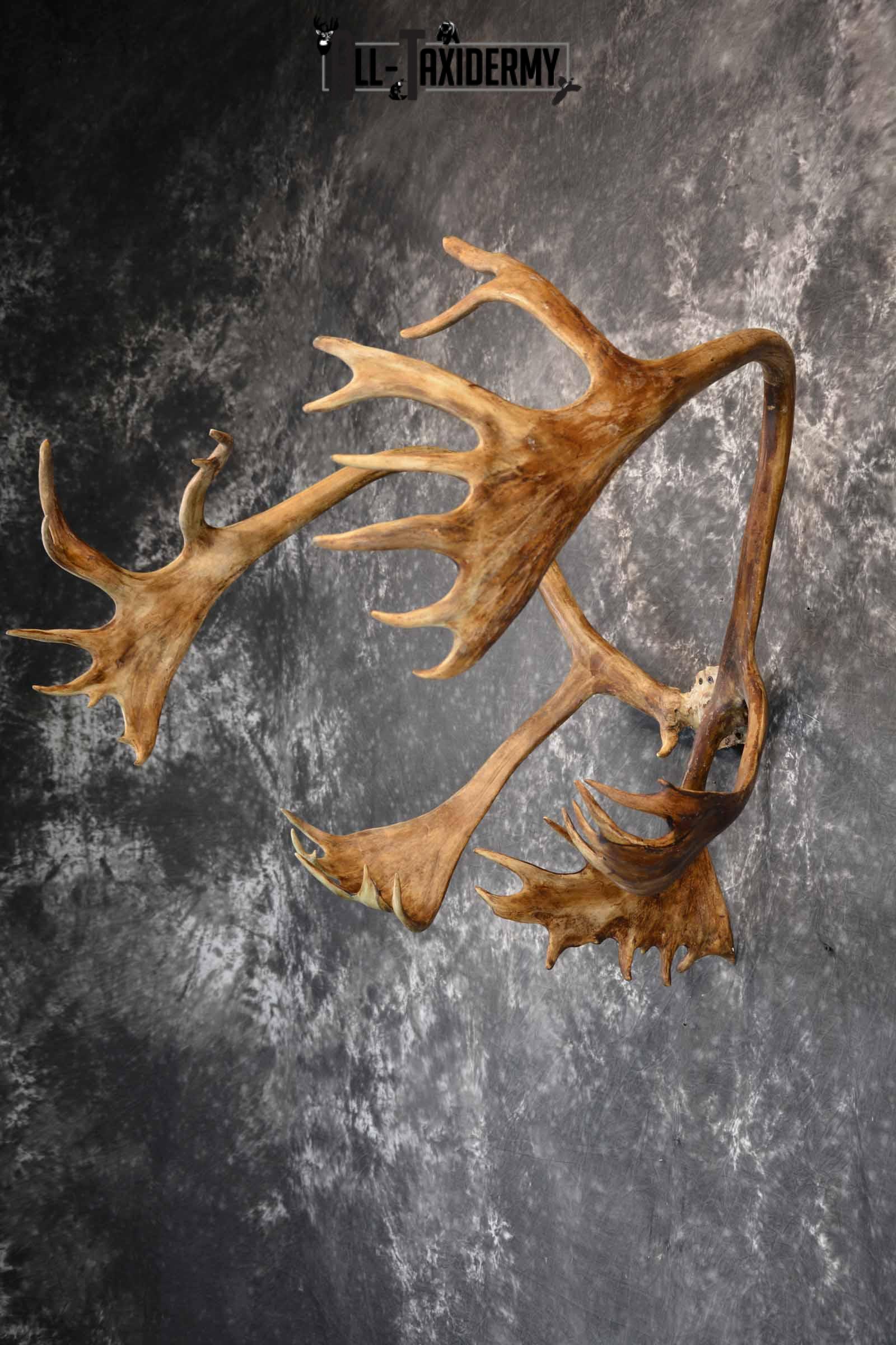 Caribou Antler Skull cap for Sale SKU 1161 - Image 4