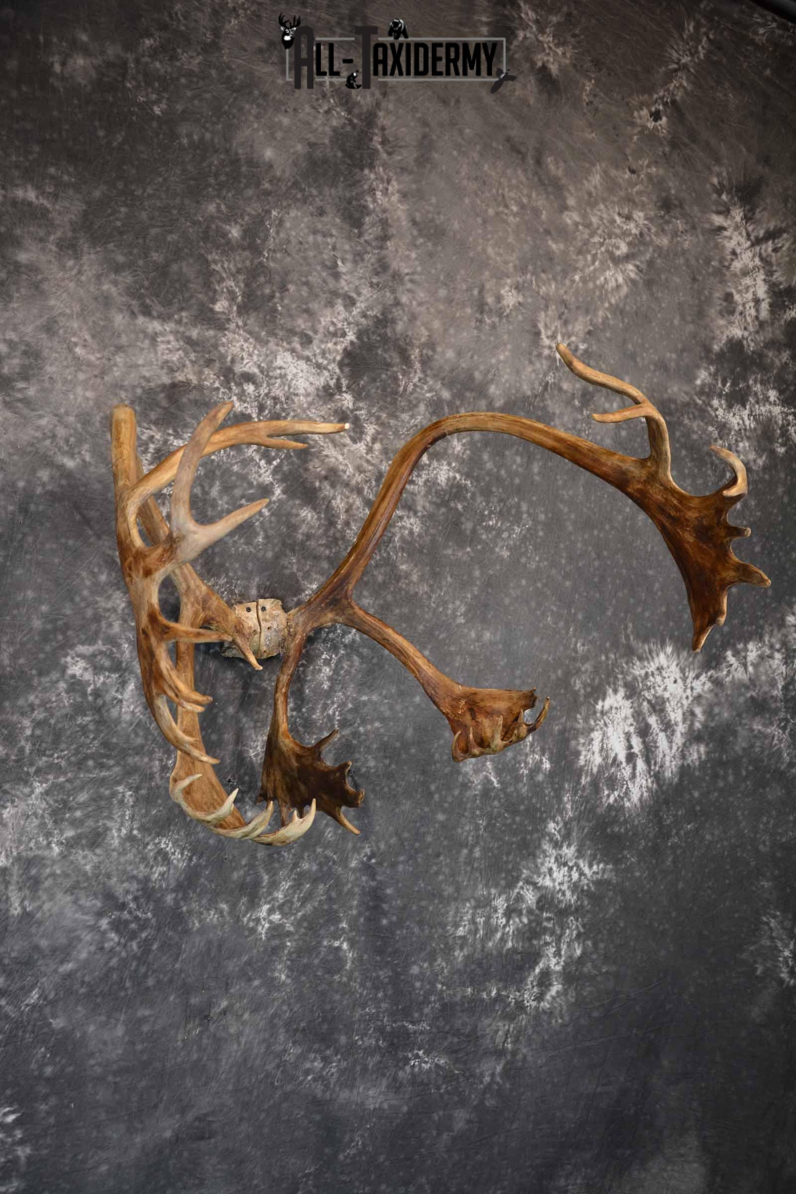 Caribou Antler Skull cap for Sale SKU 1161 - Image 5