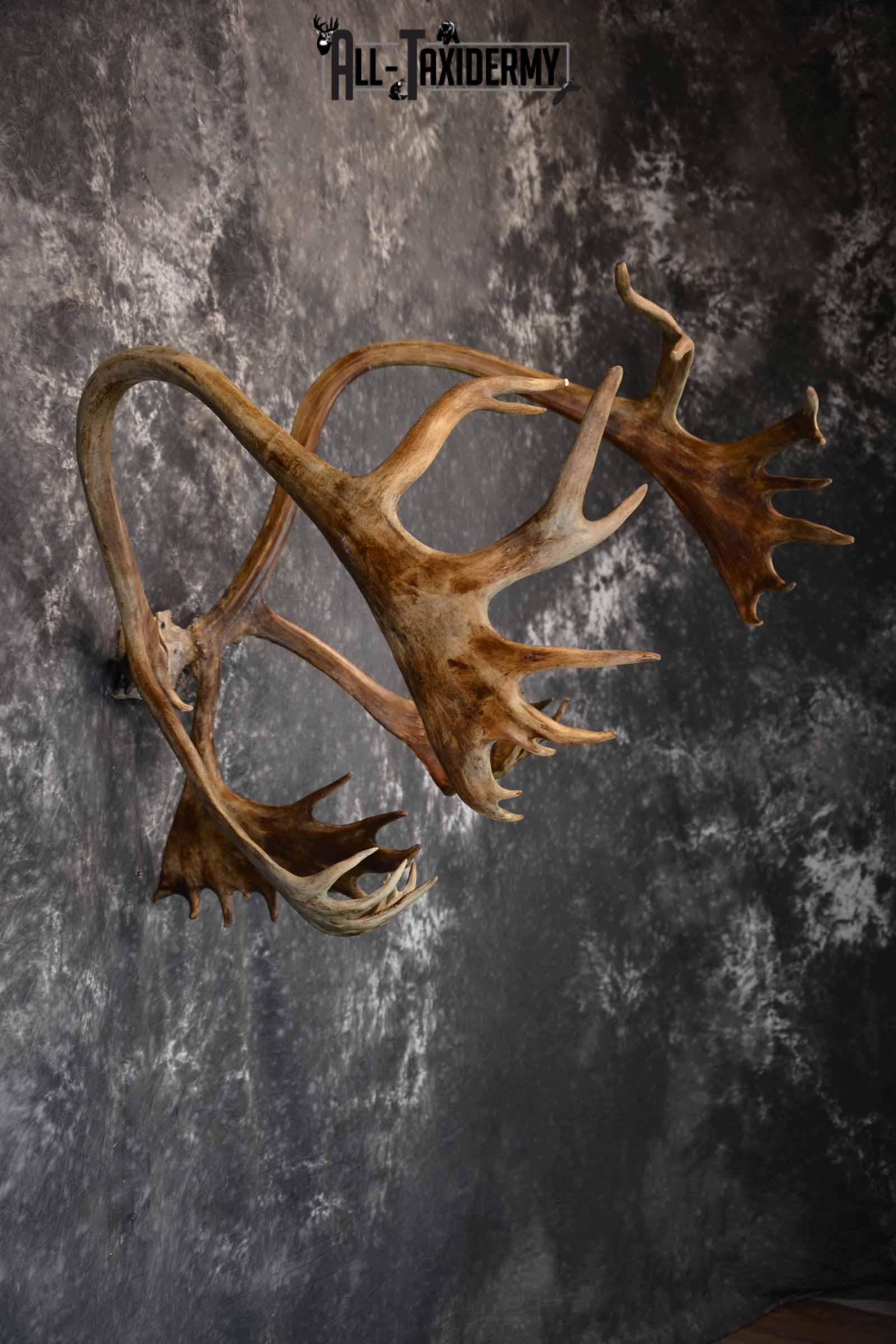 Caribou Antler Skull cap for Sale SKU 1161 - Image 6