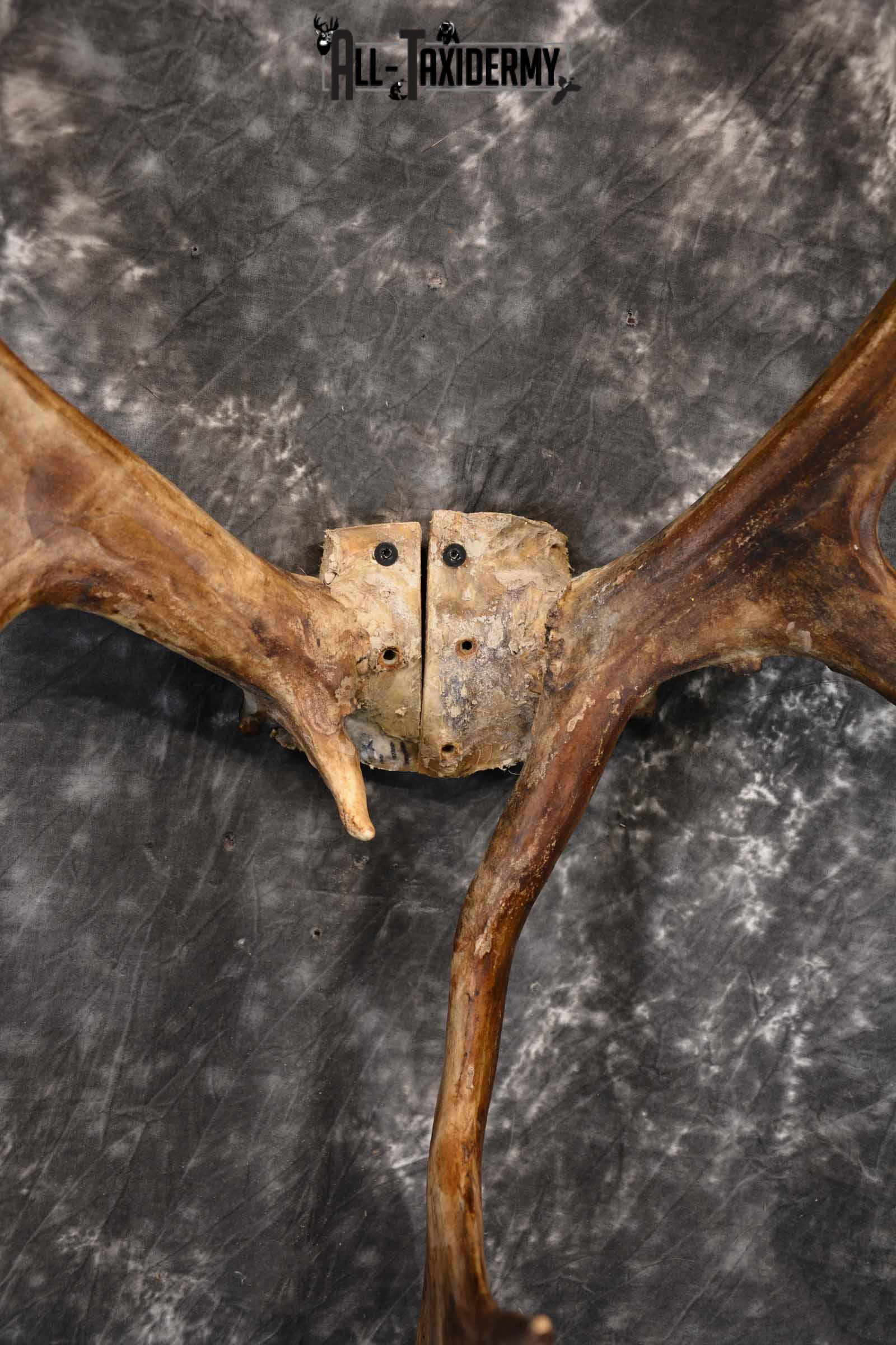 Caribou Antler Skull cap for Sale SKU 1161 - Image 7