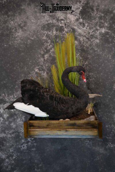 Black Swan Taxidermy Mount for Sale SKU 1200