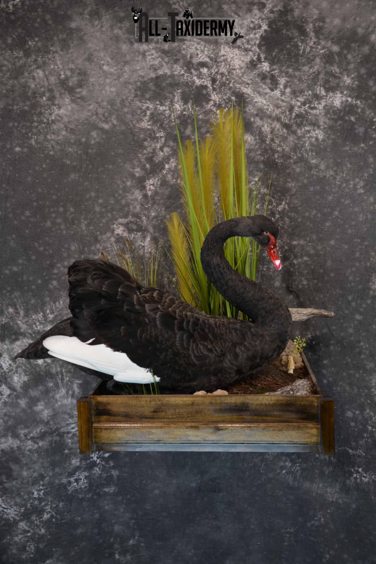 Black Swan Taxidermy Mount for Sale SKU 1200