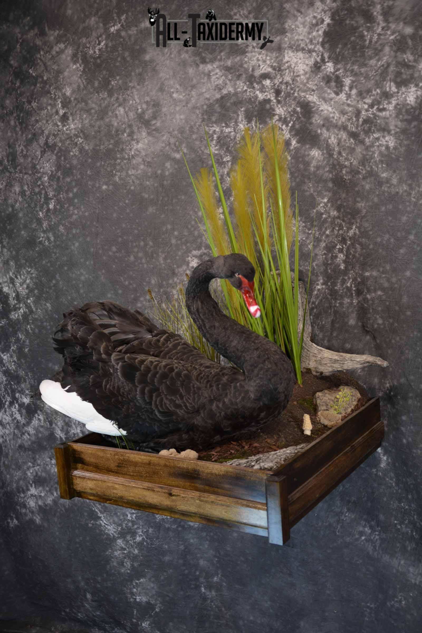 Black Swan Taxidermy Mount for Sale SKU 1200 - Image 2