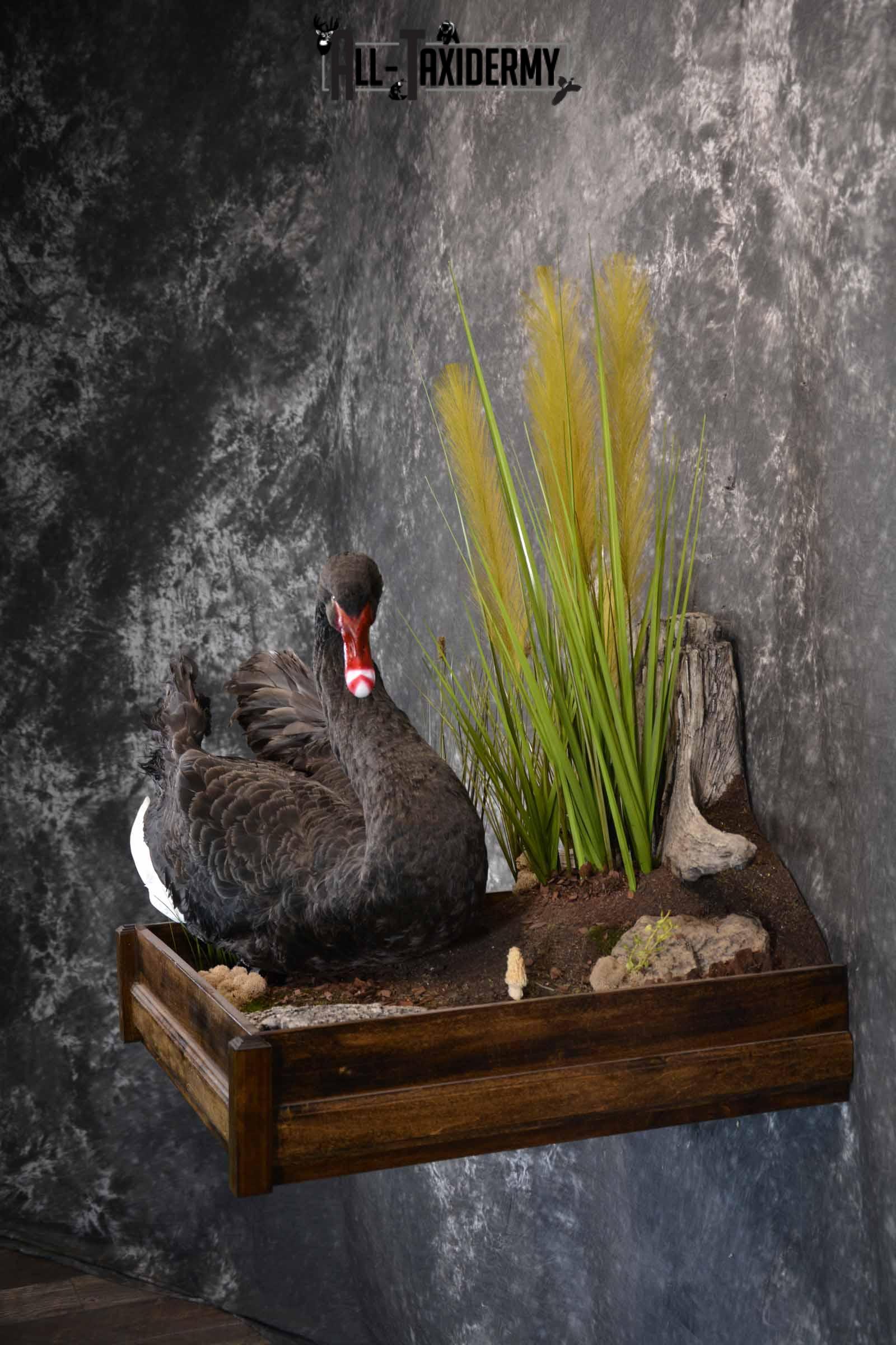 Black Swan Taxidermy Mount for Sale SKU 1200 - Image 3