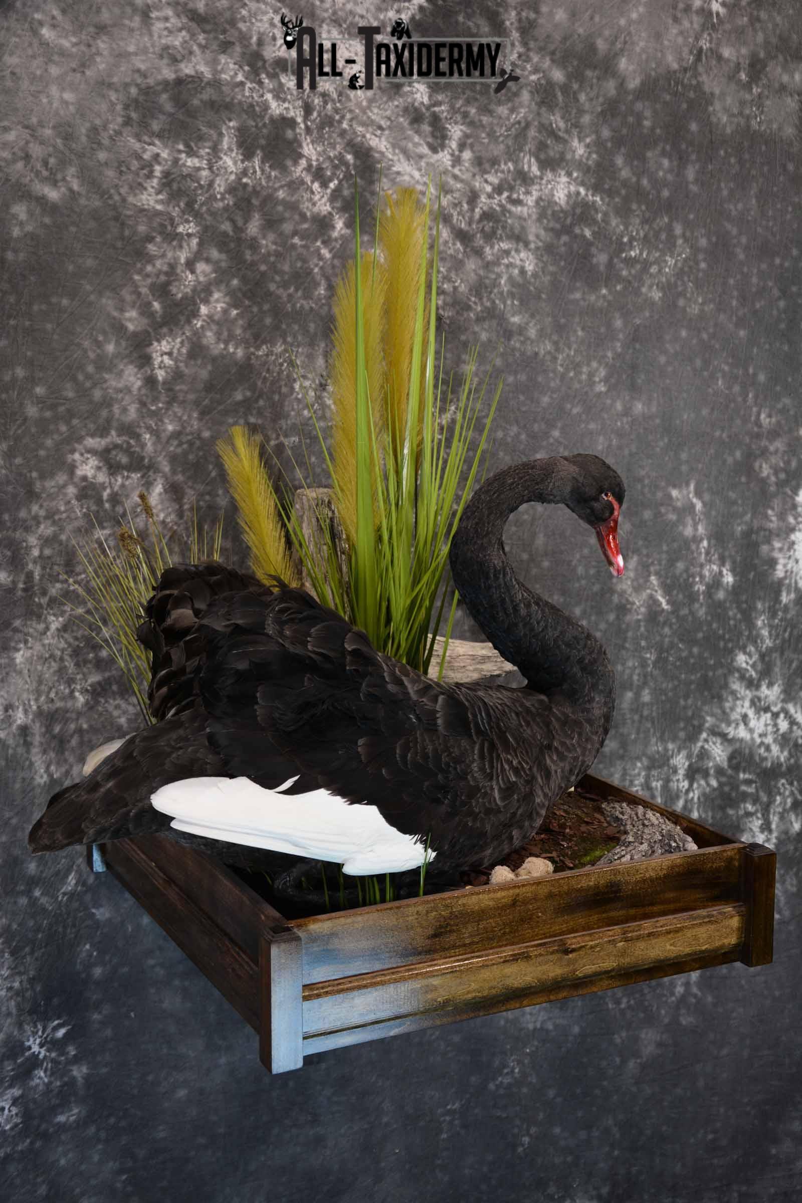 Black Swan Taxidermy