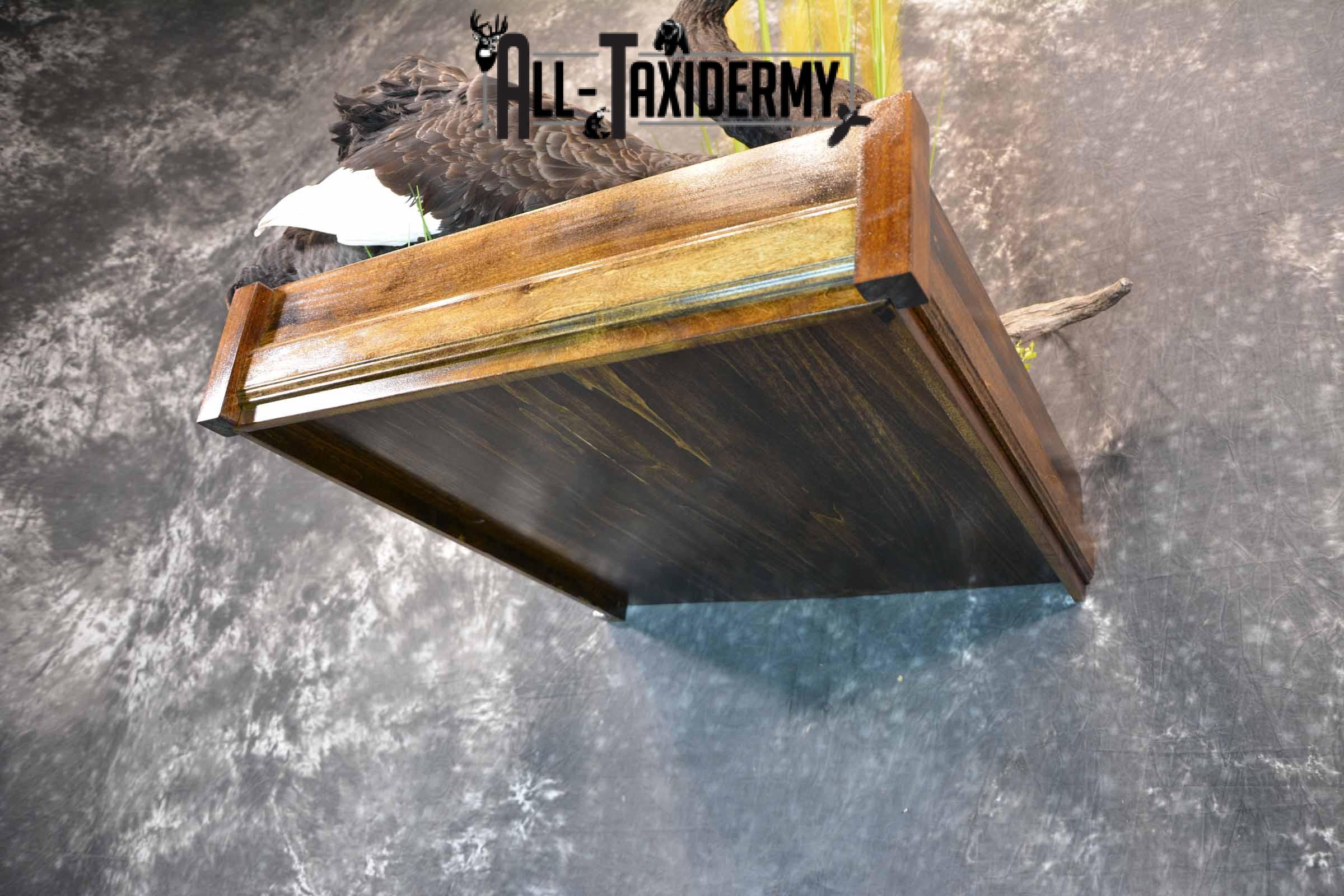 Black Swan Taxidermy Mount for Sale SKU 1200 - Image 7