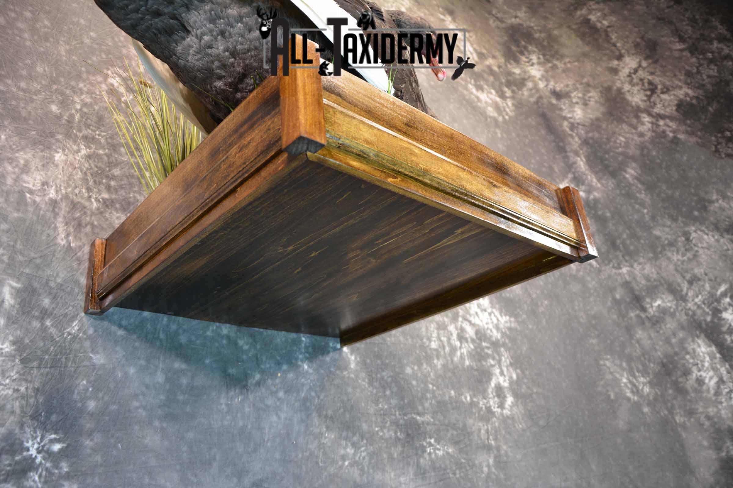 Black Swan Taxidermy Mount for Sale SKU 1200 - Image 8