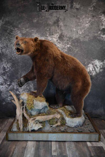 Brown Bear Taxidermy Mount for Sale SKU 1245