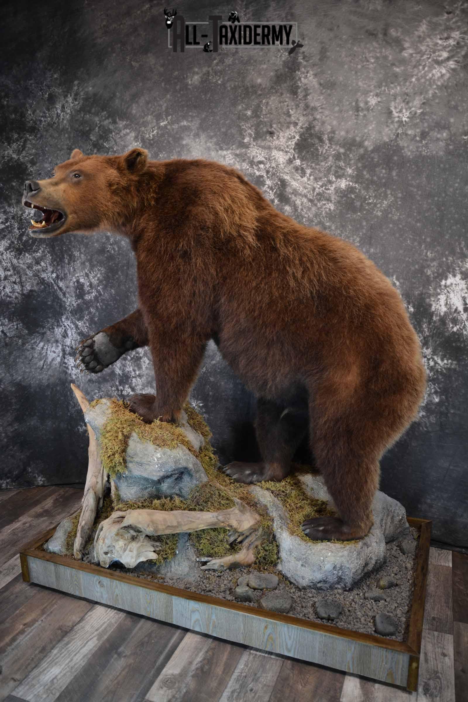 Brown Bear Taxidermy Mount for Sale SKU 1245 - Image 2