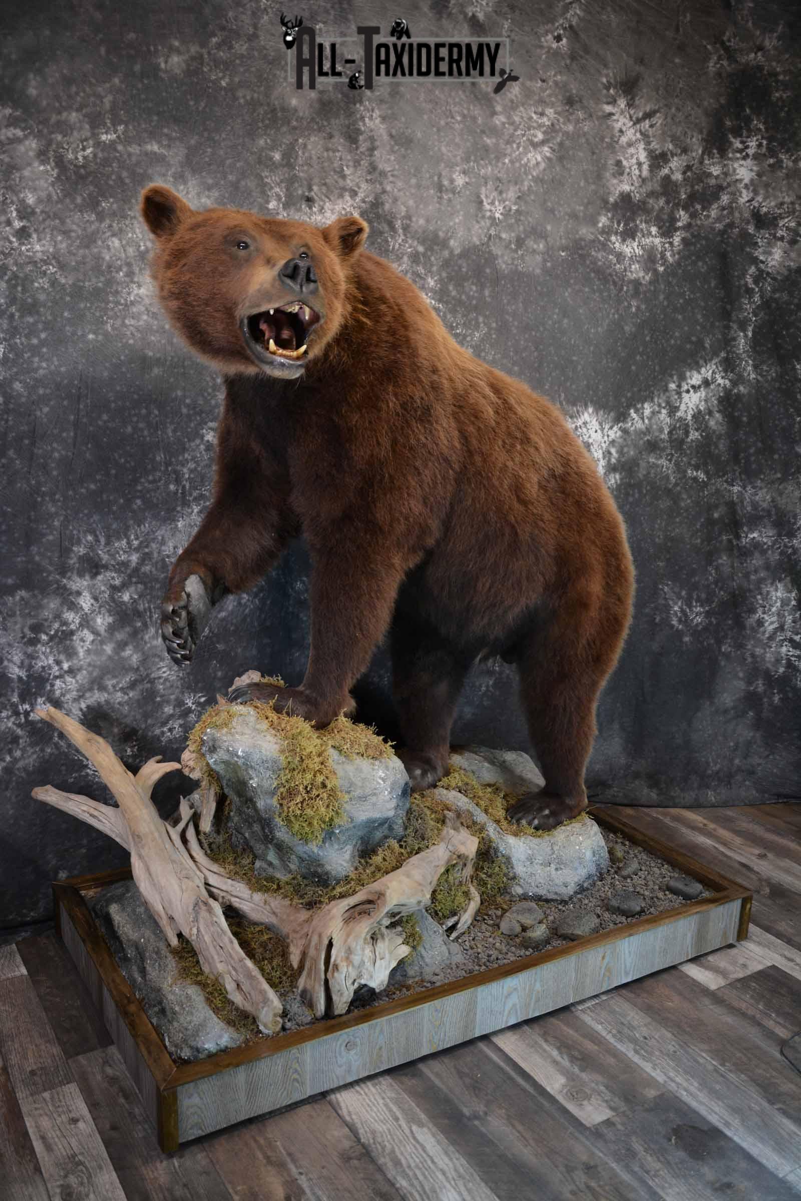 Brown Bear Taxidermy Mount for Sale SKU 1245 - Image 4