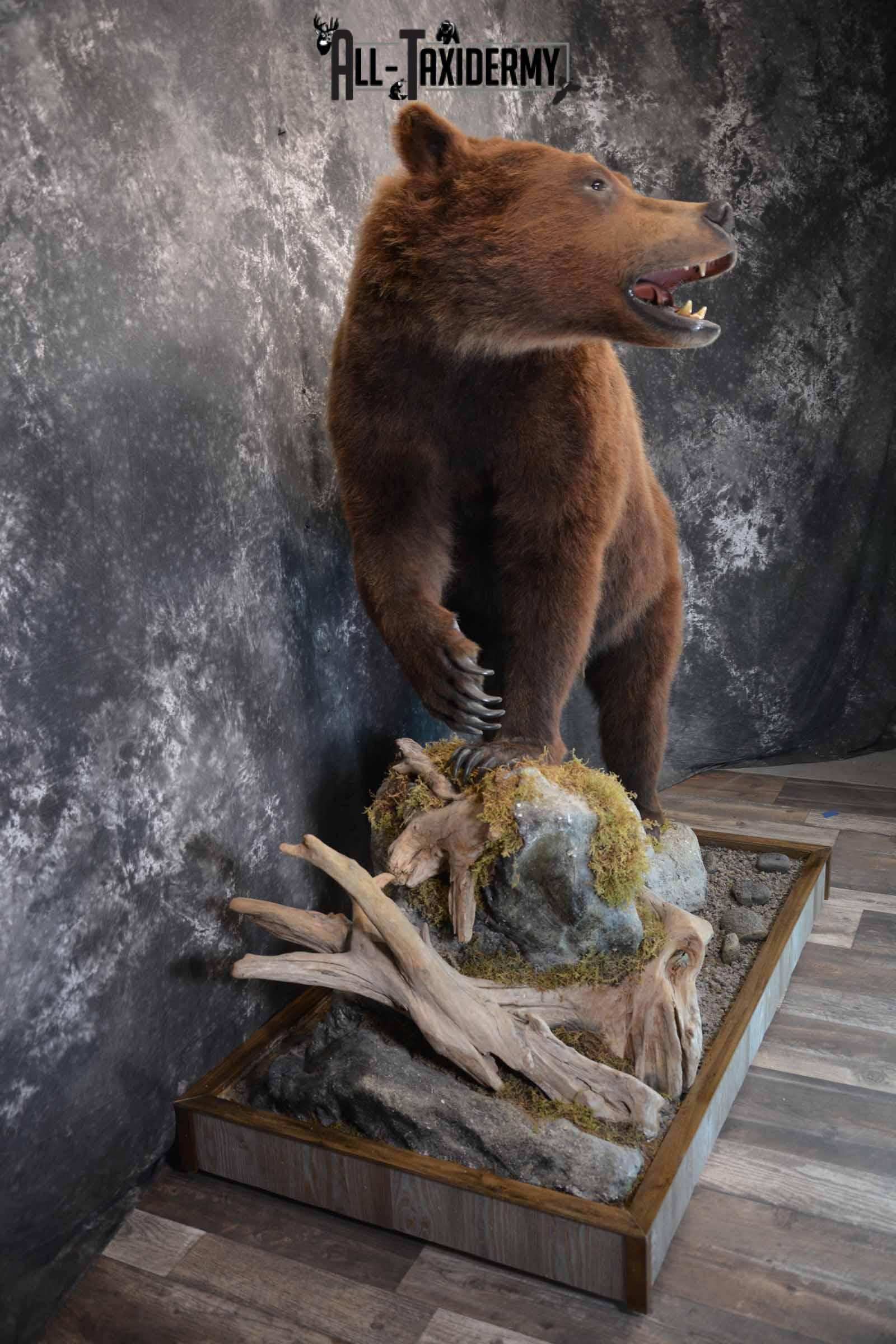 Brown Bear Taxidermy Mount for Sale SKU 1245 - Image 5