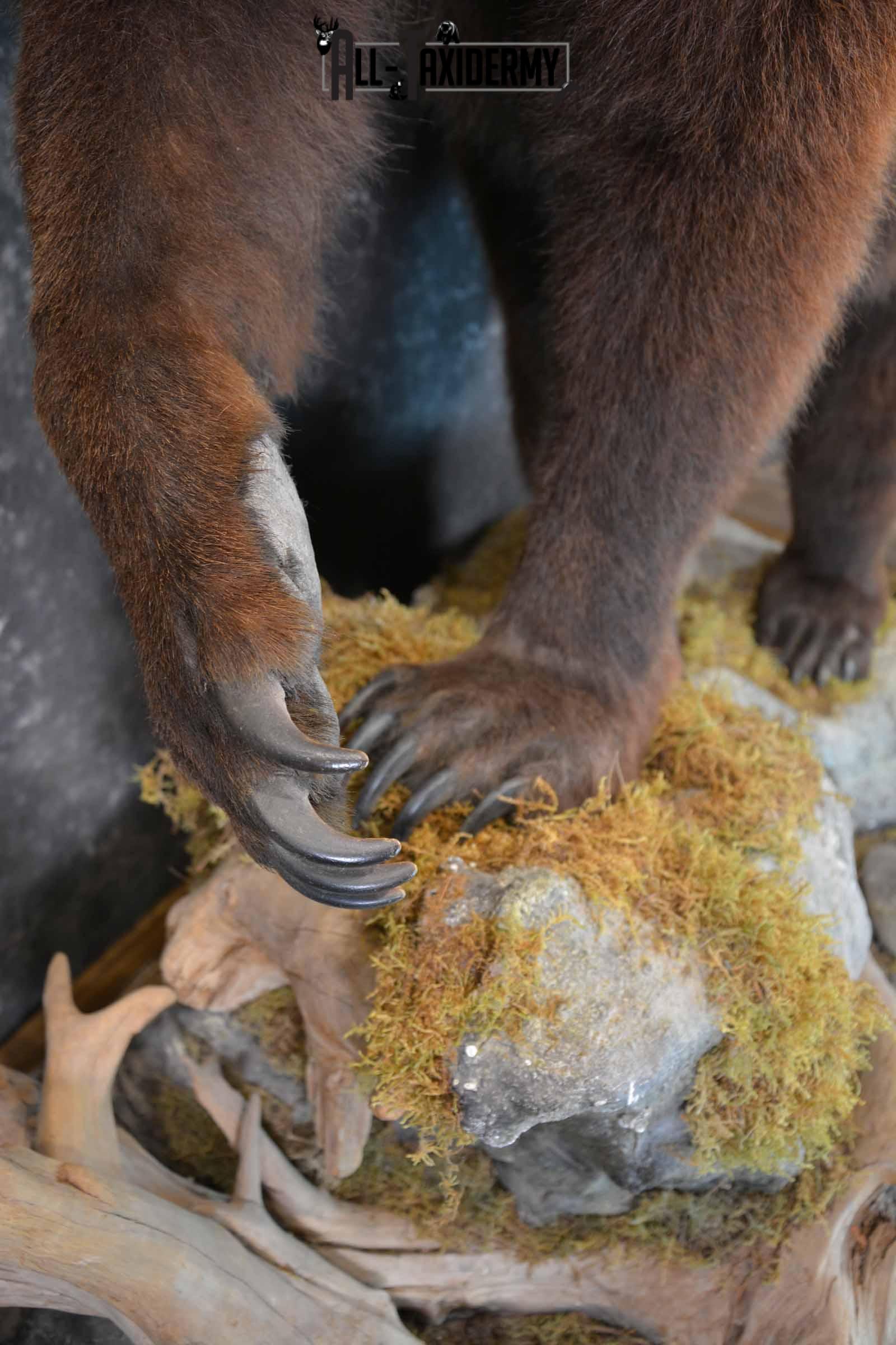 Brown Bear Taxidermy Mount for Sale SKU 1245 - Image 6