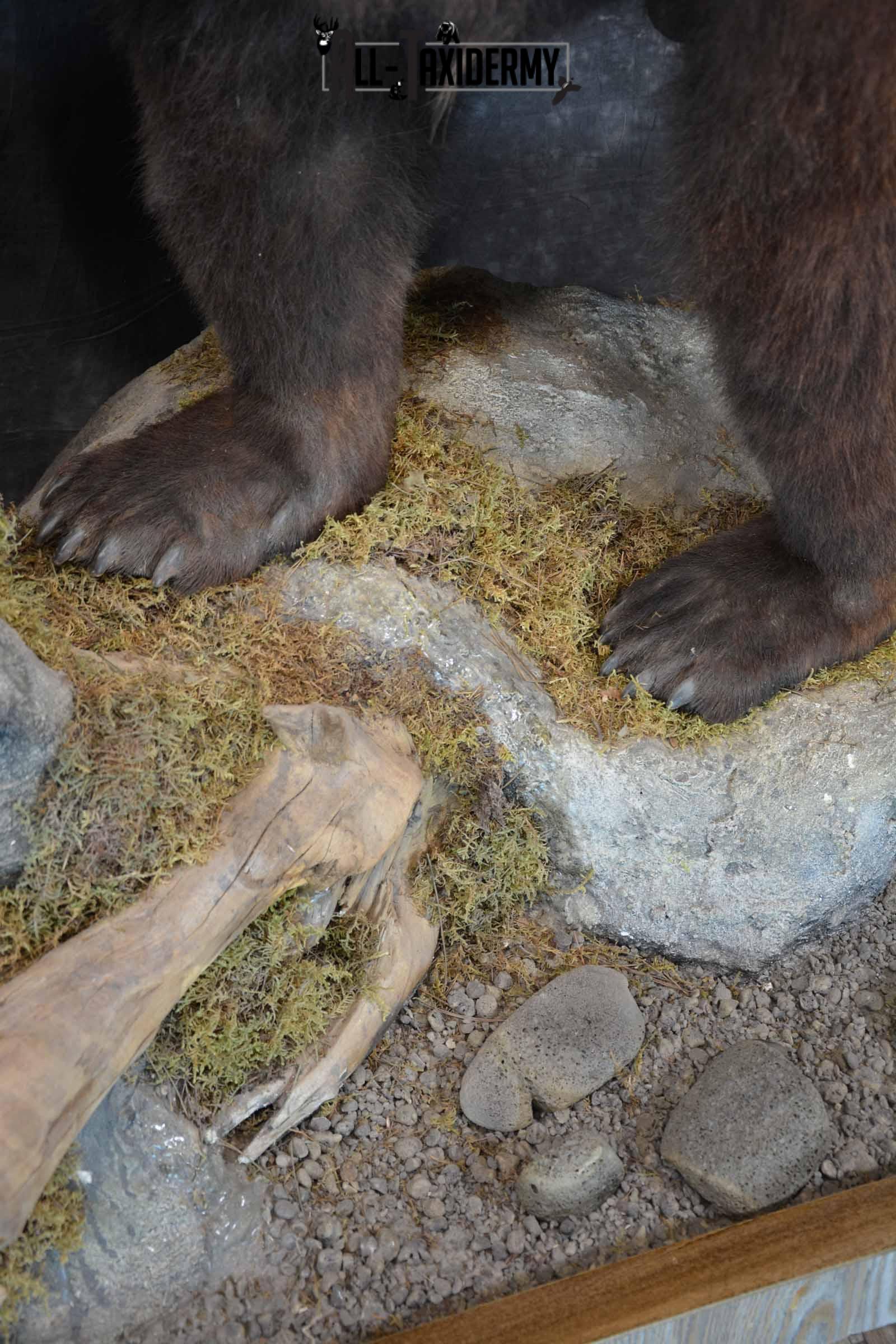 Brown Bear Taxidermy Mount for Sale SKU 1245 - Image 8