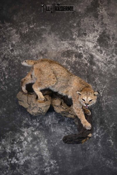 Bobcat Taxidermy Mount for Sale SKU 1302