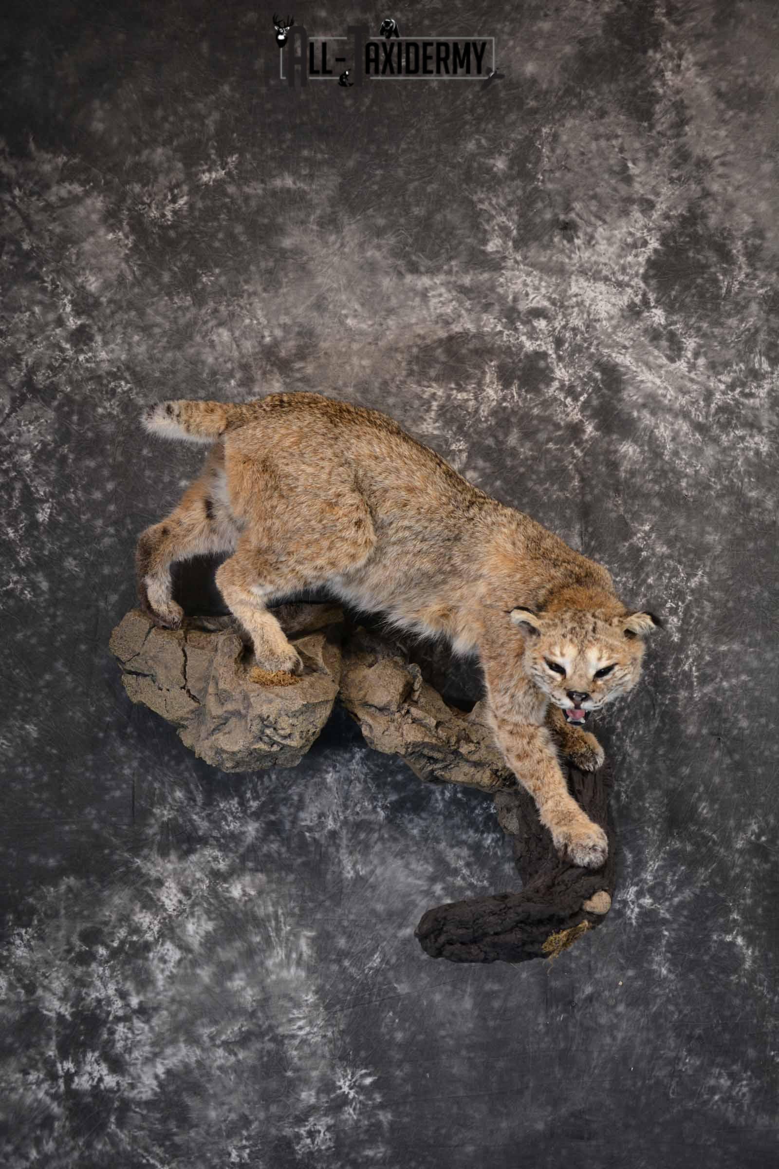 Bobcat Taxidermy Mount for Sale SKU 1302