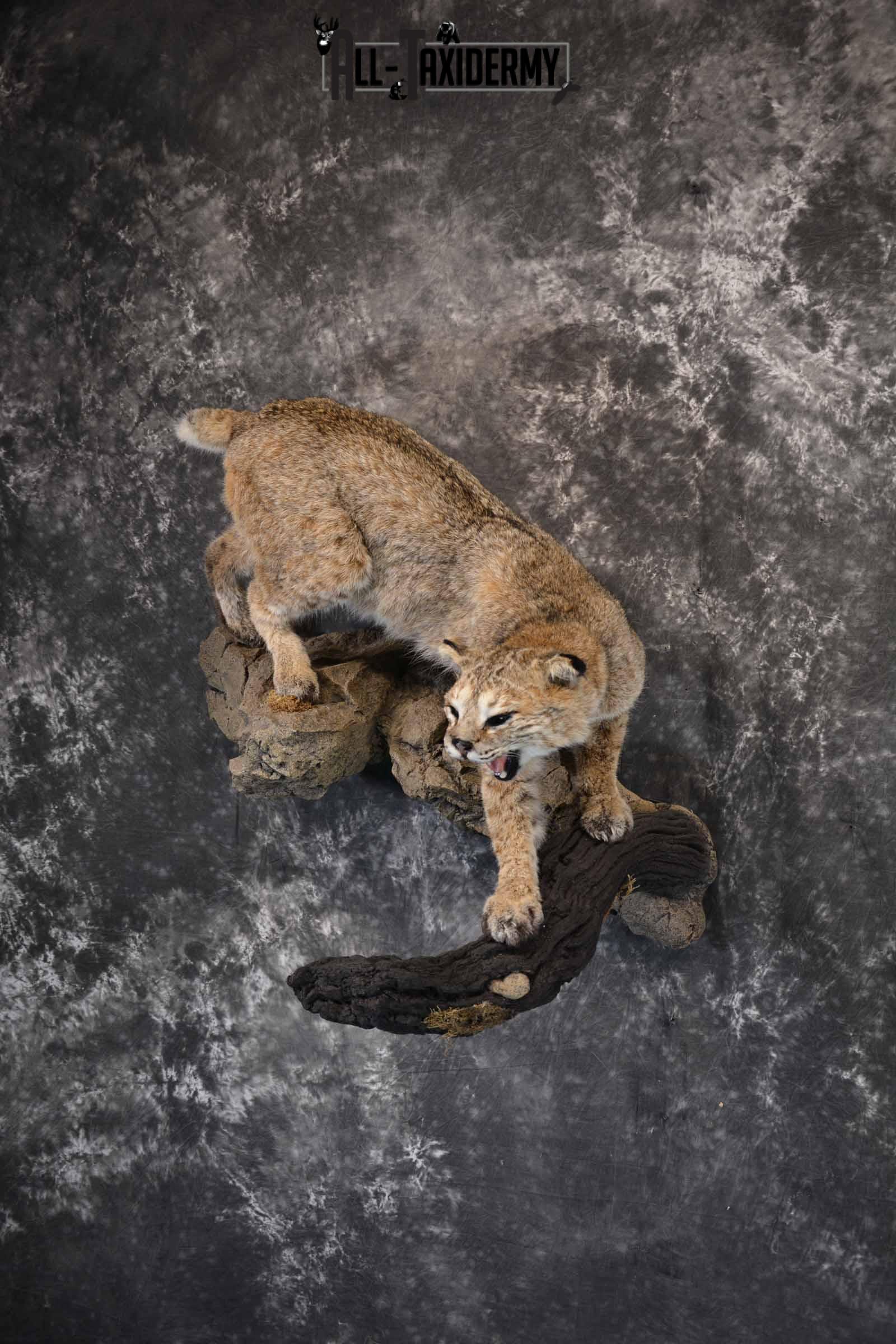 Bobcat Taxidermy Mount for Sale SKU 1302 - Image 2