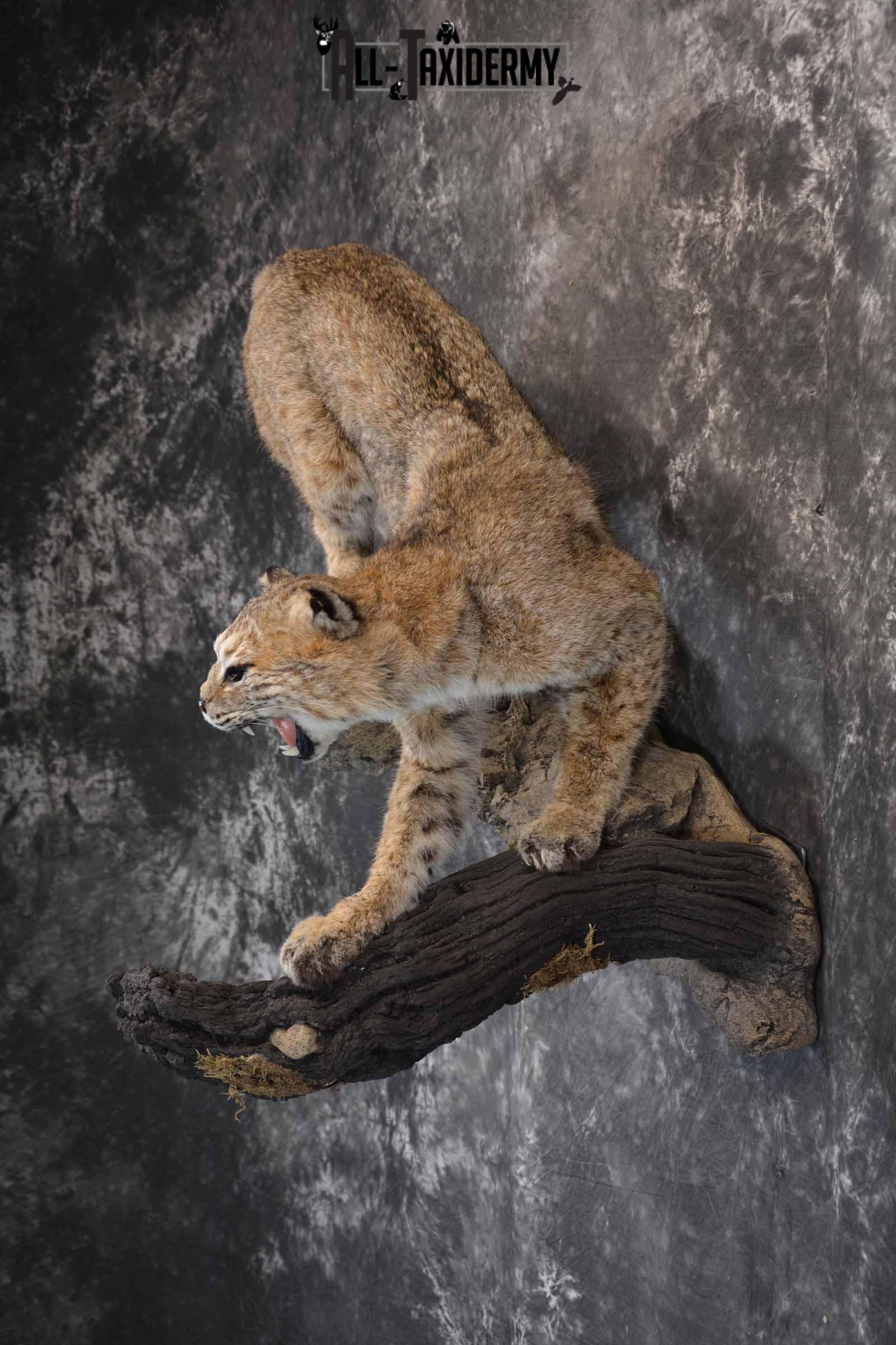 Bobcat Taxidermy Mount for Sale SKU 1302 - Image 3