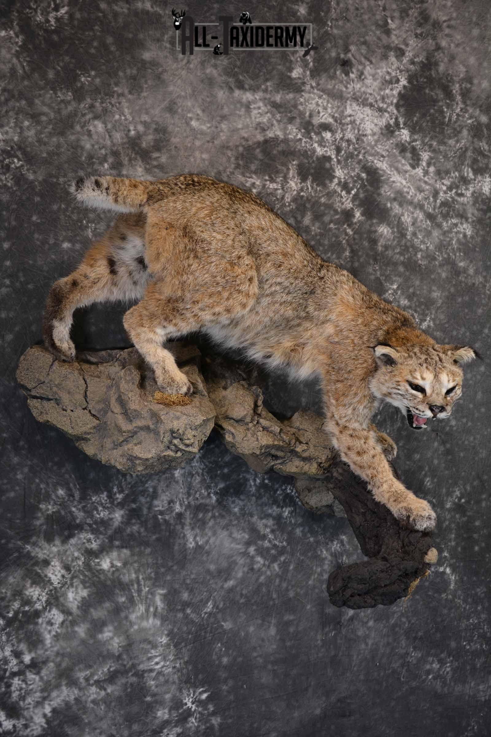 Bobcat Taxidermy Mount for Sale SKU 1302 - Image 4
