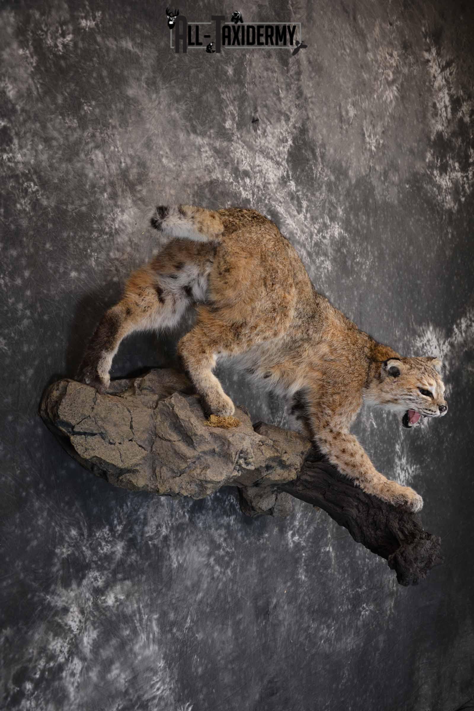 Bobcat Taxidermy Mount for Sale SKU 1302 - Image 5