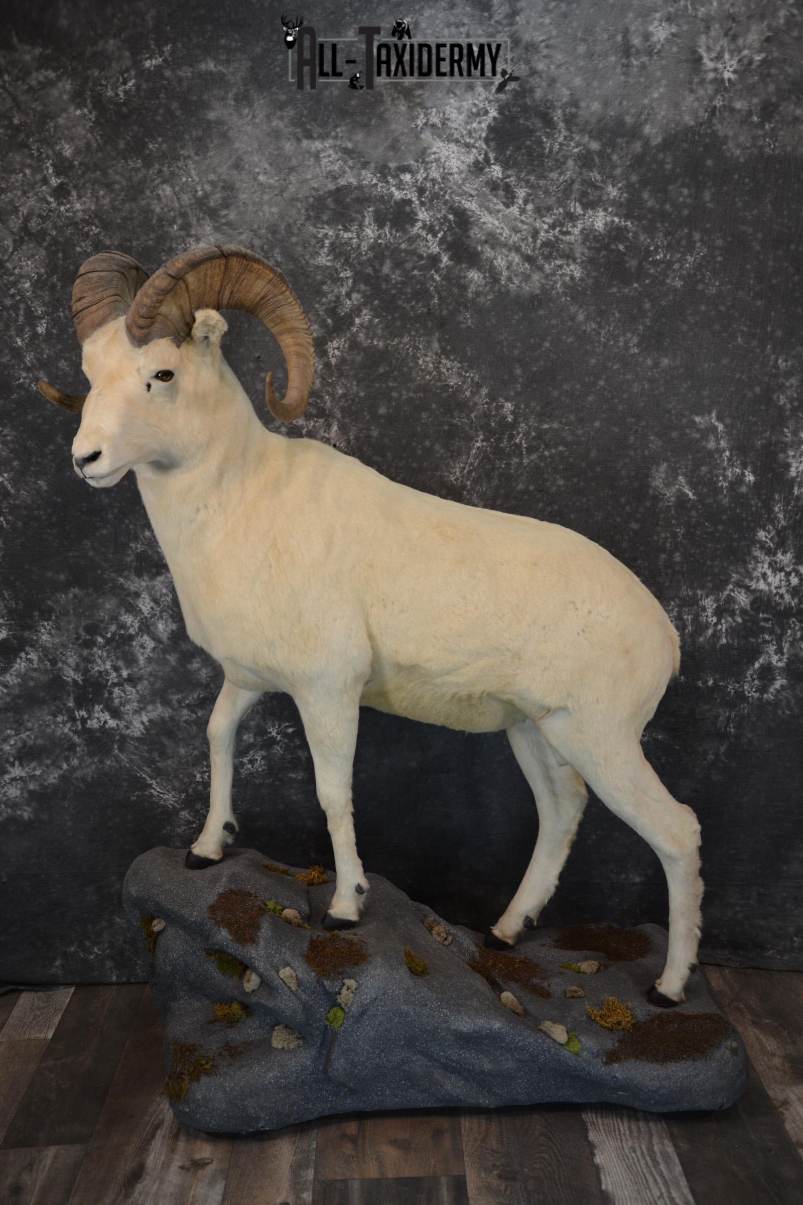 Dall Sheep Taxidermy mount for sale SKU 1268 - Image 6