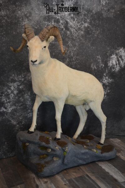 Dall Sheep Taxidermy mount for sale SKU 1268