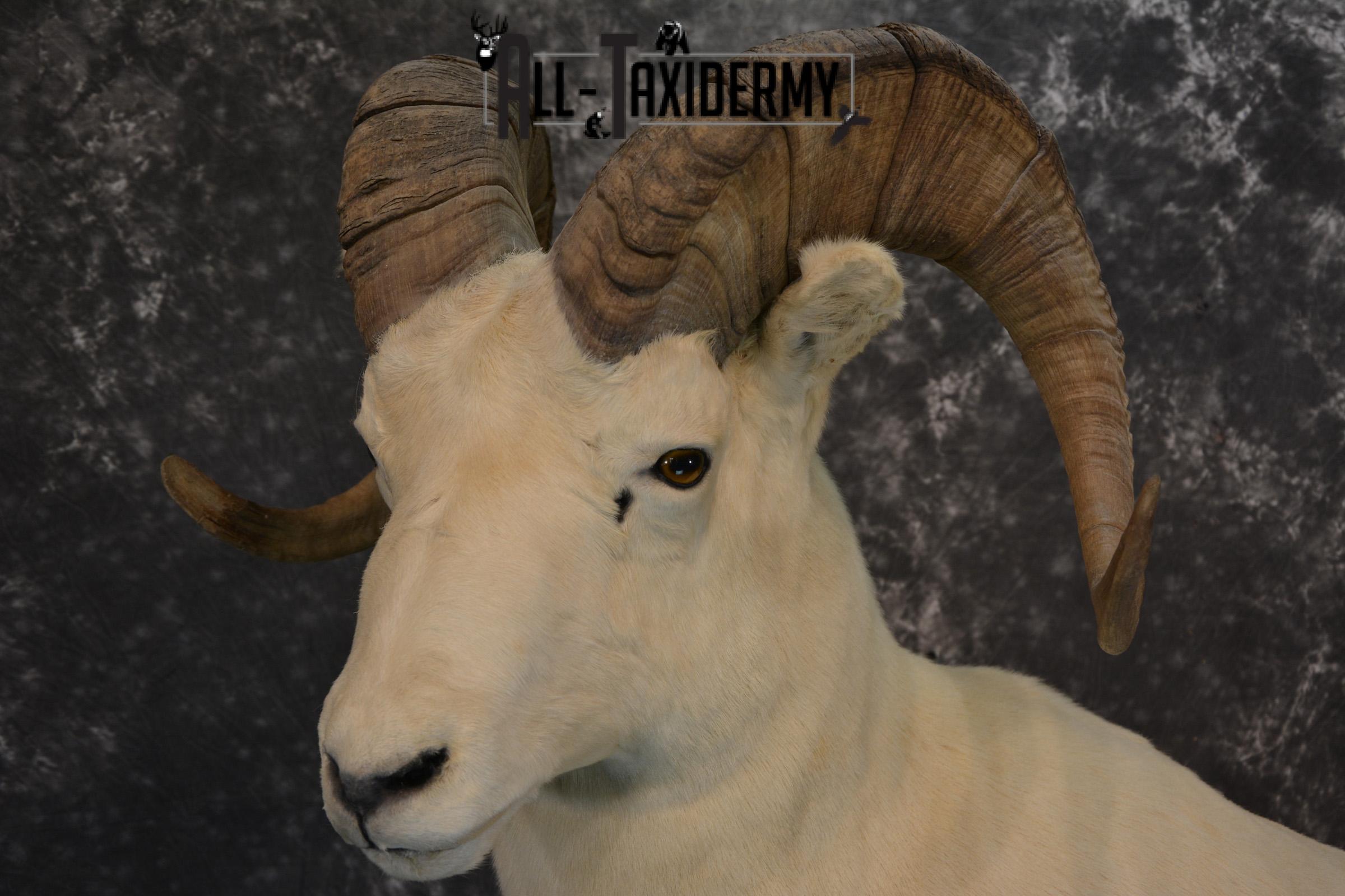 Dall Sheep Taxidermy mount for sale SKU 1268 - Image 7