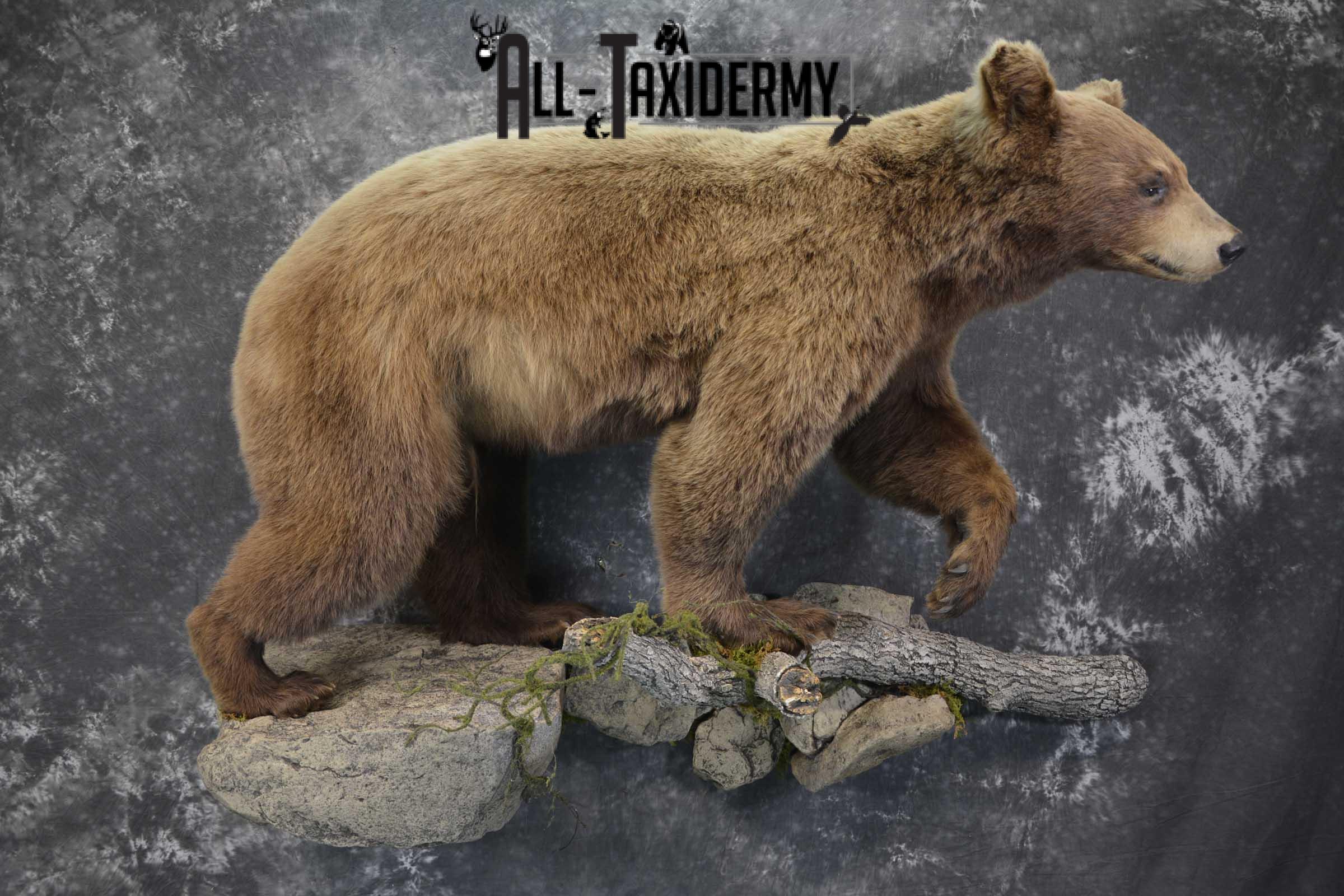 Cinnamon Black Bear Taxidermy Mount for Sale SKU 1295 - Image 8