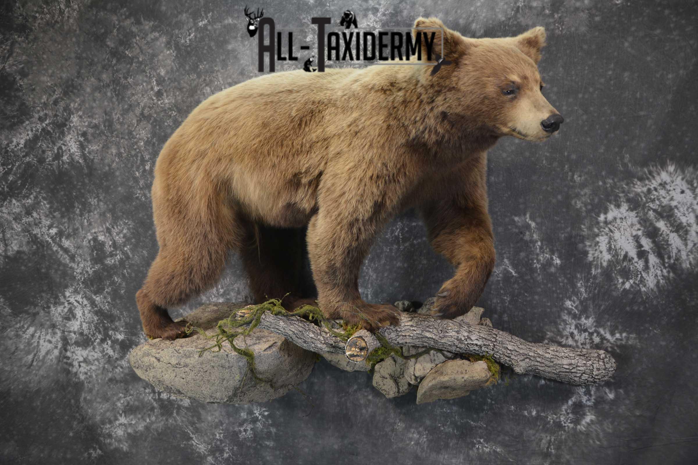 Cinnamon Black Bear Taxidermy Mount for Sale SKU 1295 - Image 7