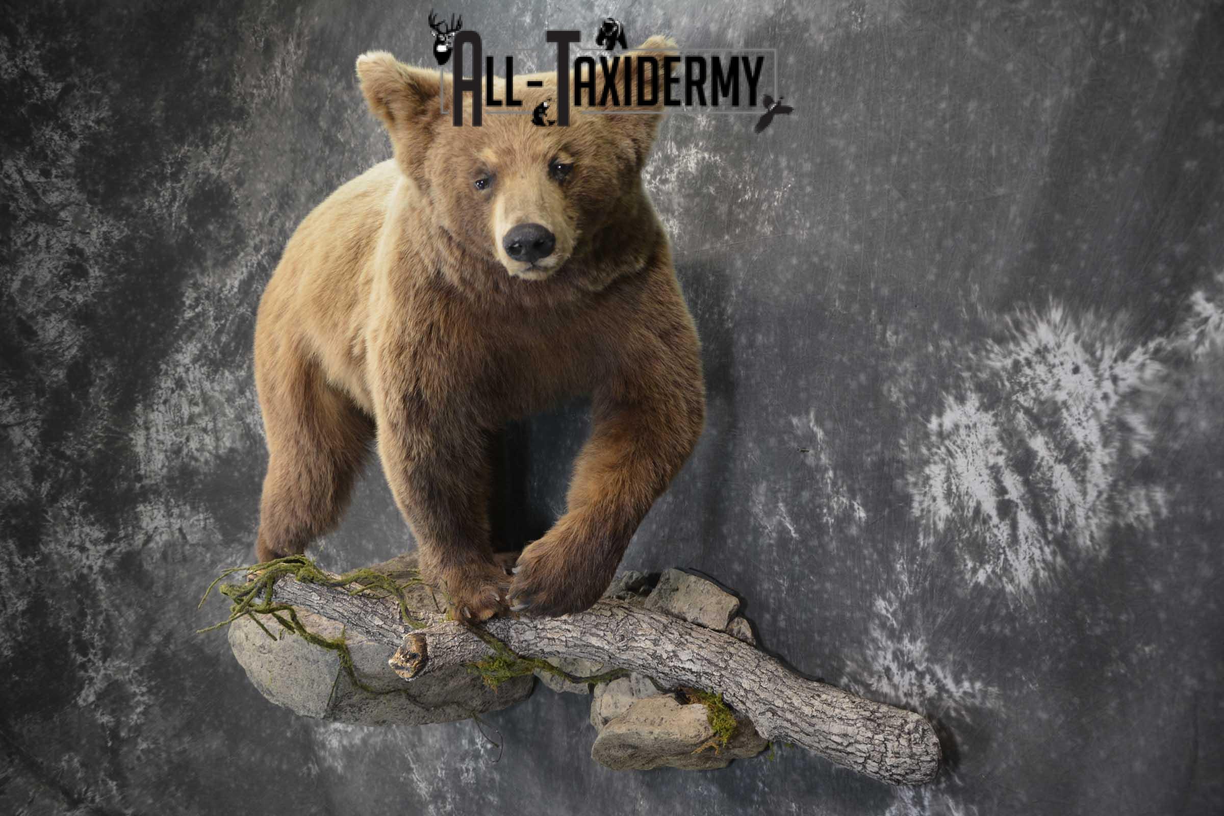 Cinnamon Black Bear Taxidermy Mount for Sale SKU 1295 - Image 6