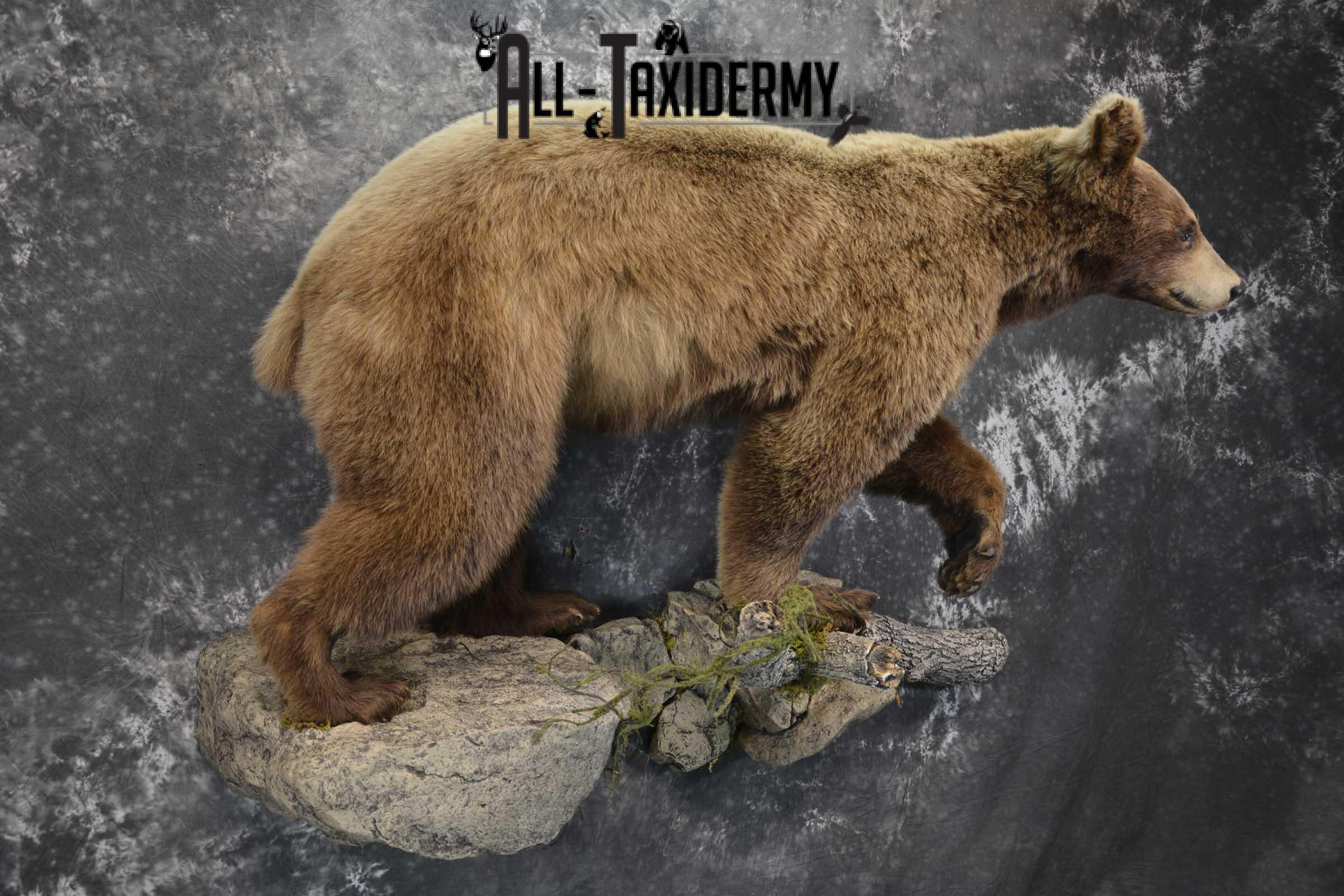 Cinnamon Black Bear Taxidermy Mount for Sale SKU 1295 - Image 5
