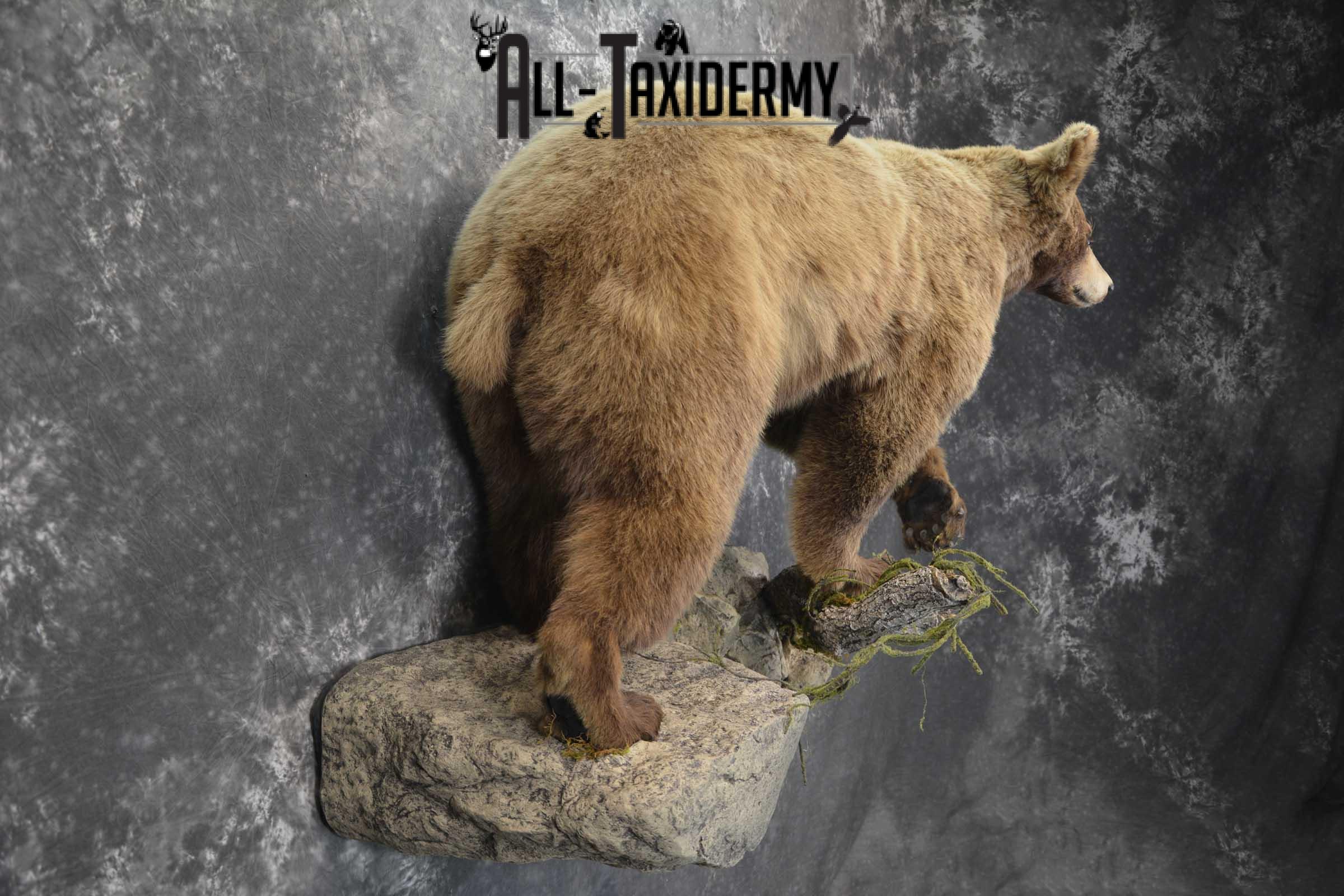 Cinnamon Black Bear Taxidermy Mount for Sale SKU 1295 - Image 4